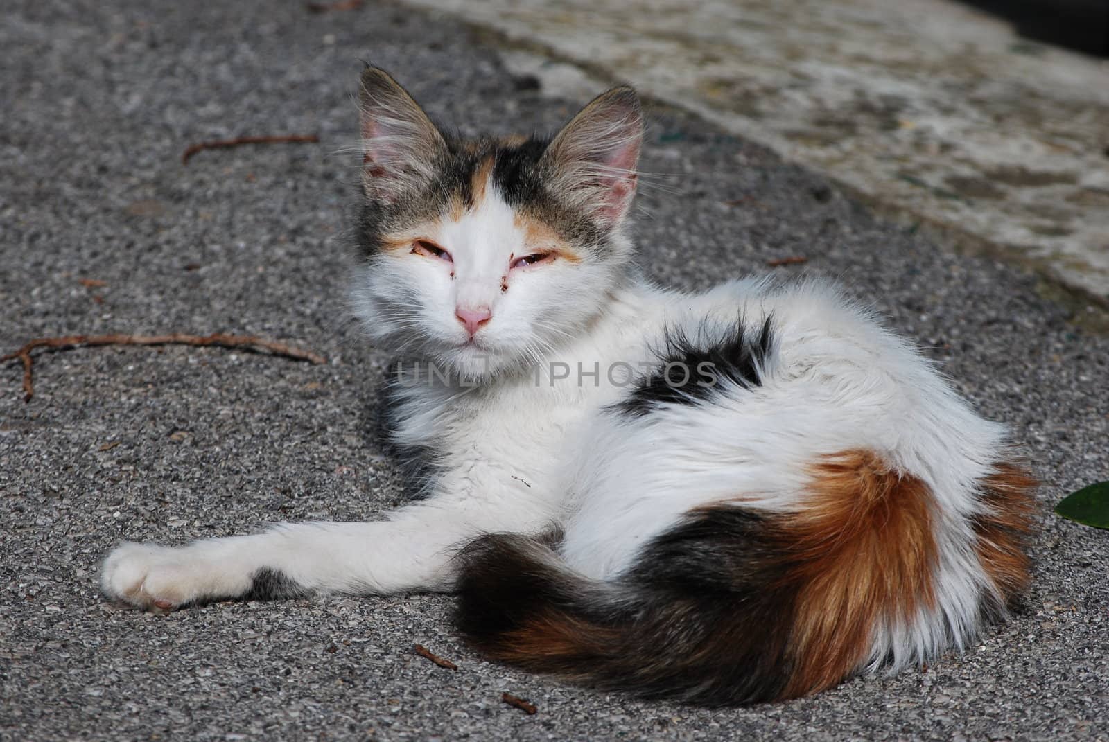 A little cat on the street.