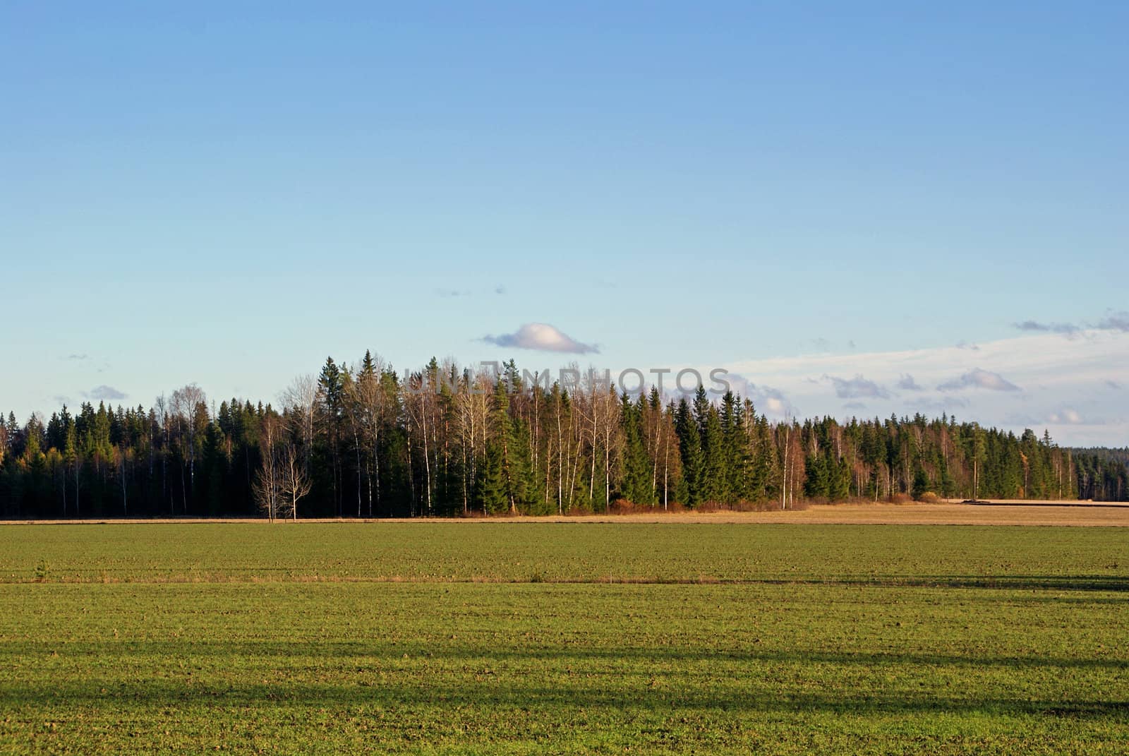 Green, cultivated field and the blue sky in late autumn. Photographed in Tammela, Finland in October 2010.