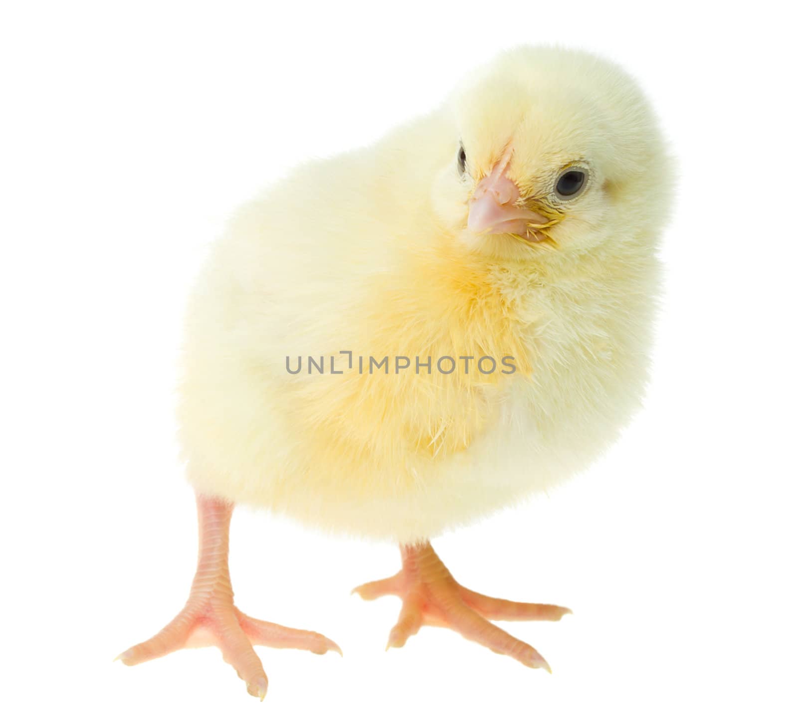 curious yellow chicken, isolated on white