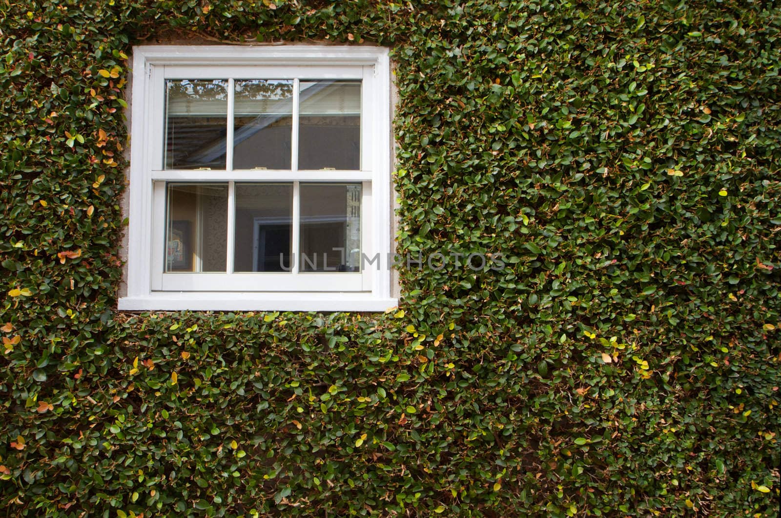 Green ivy covered wall with white window by bobkeenan