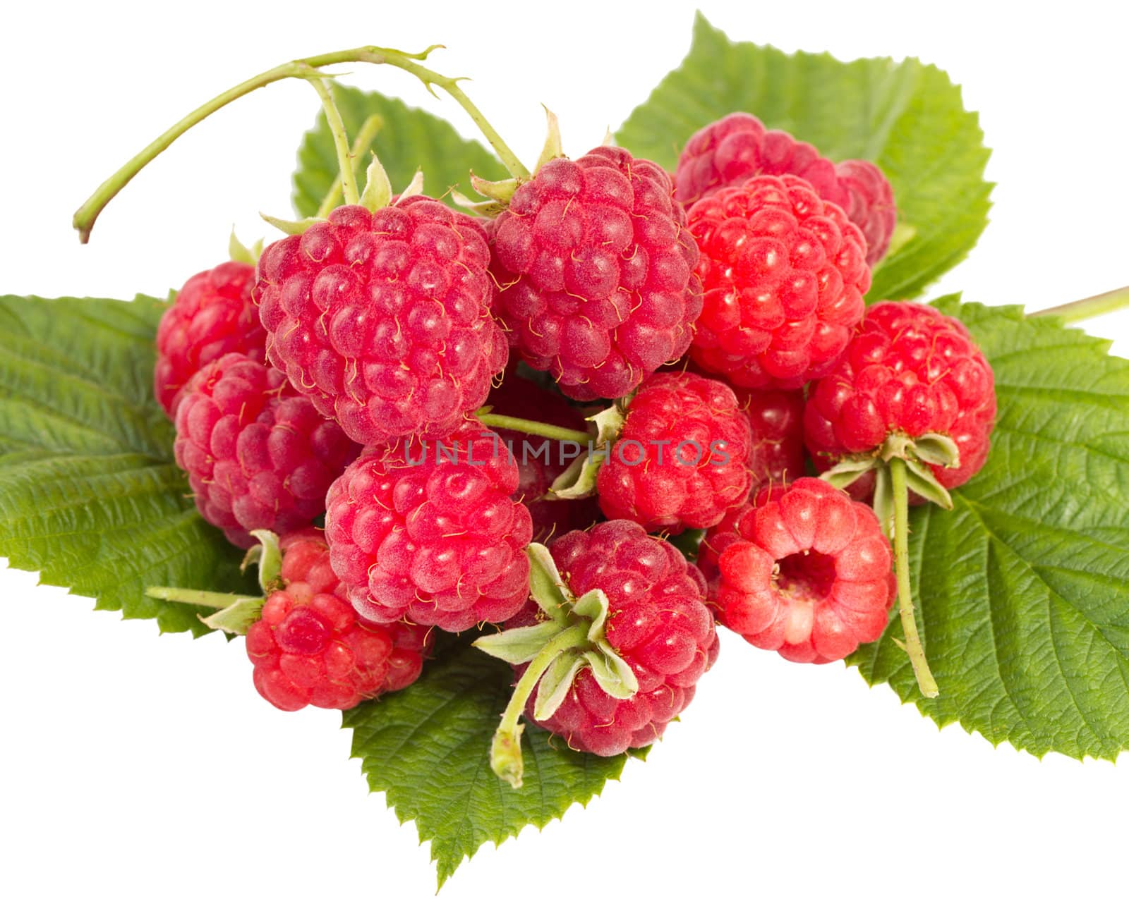 heap of ripe raspberries with leaves, isolated on white