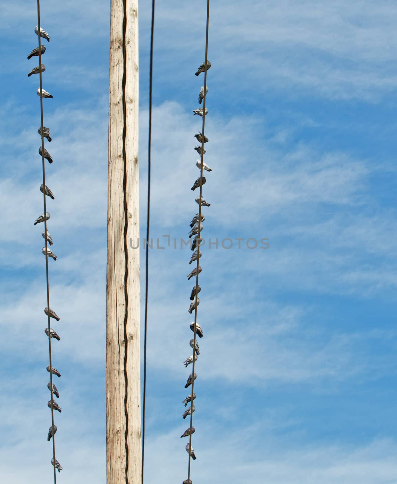 Pigeons on Power lines distant by bobkeenan