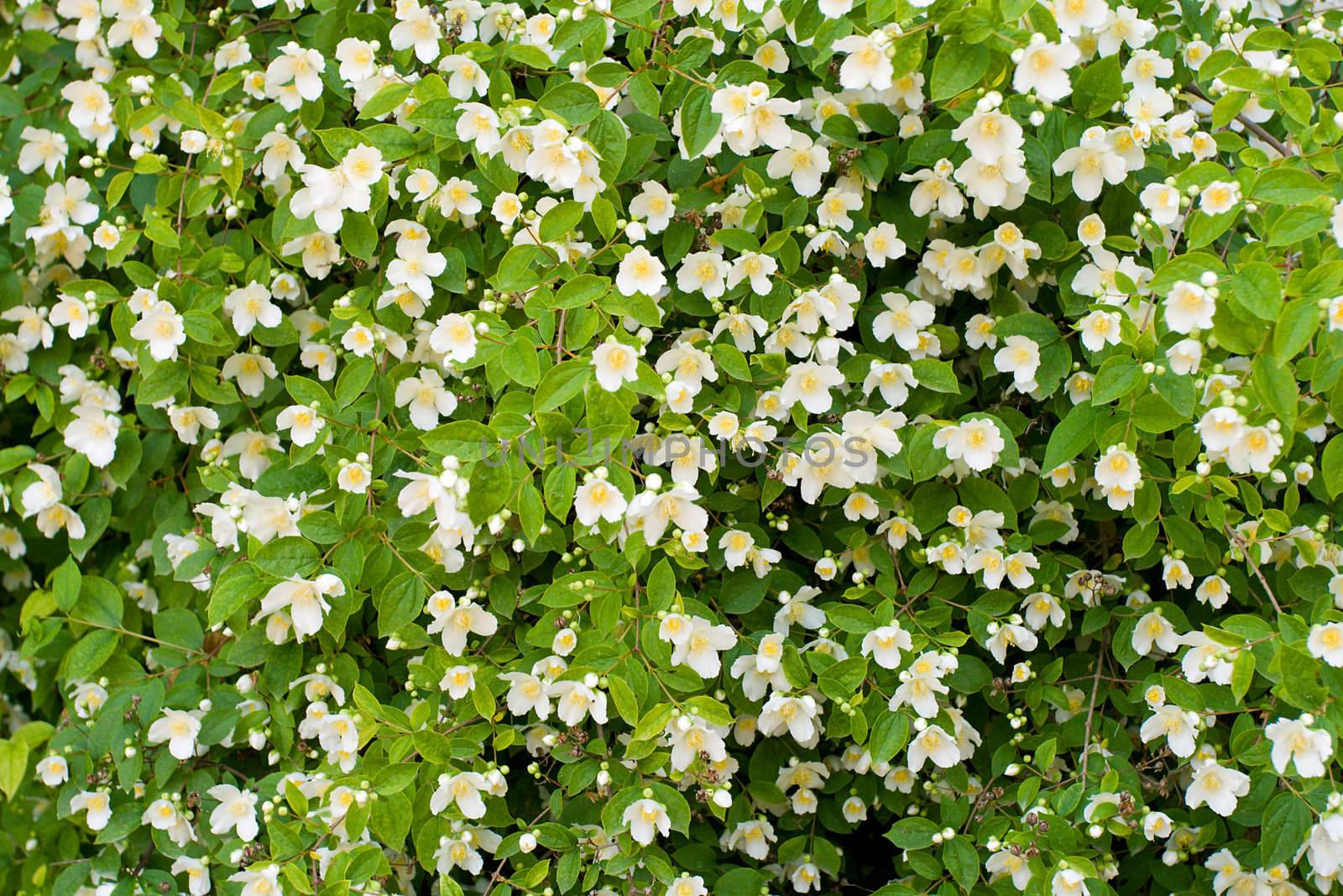 jasmine bush background by Alekcey