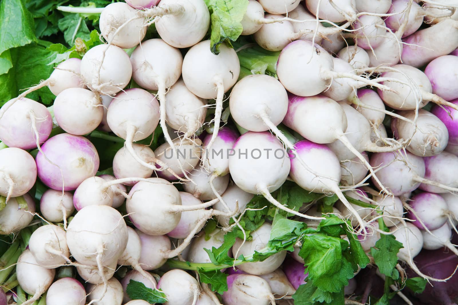 Pile of white and violet radishes at the farmers market with green leaves