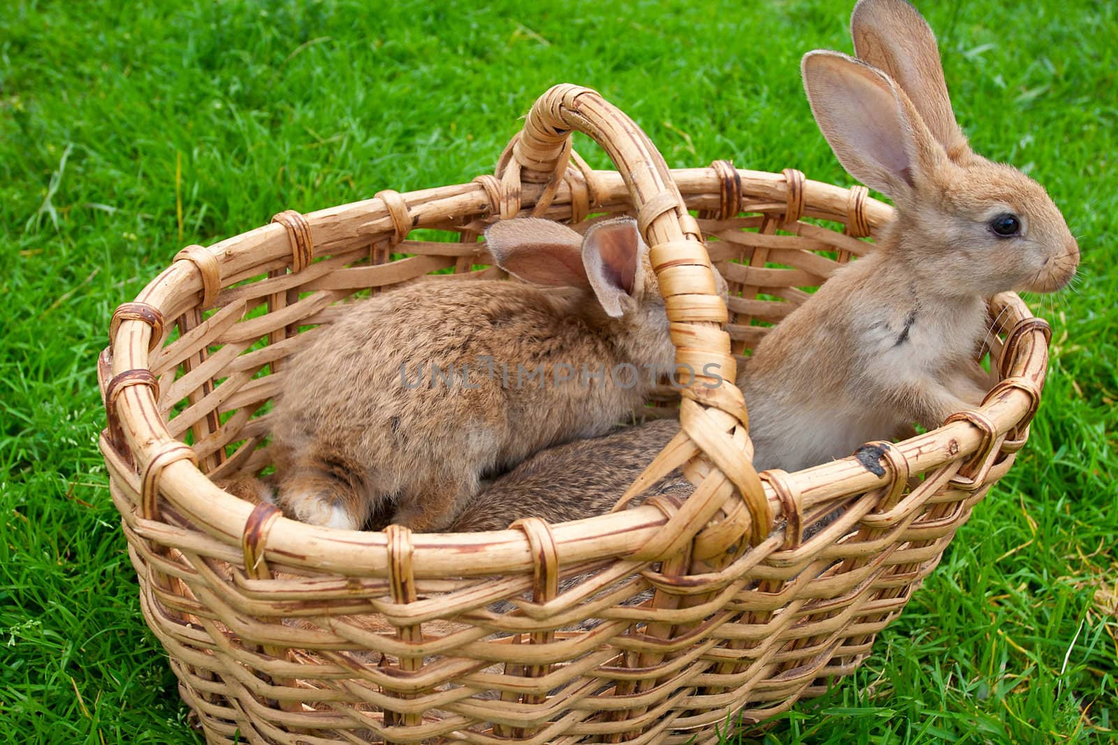 small bunnies in basket on green grass background