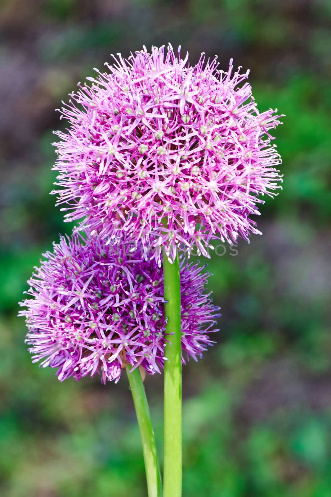 Purple allium onion blooming flower heads on a floral background