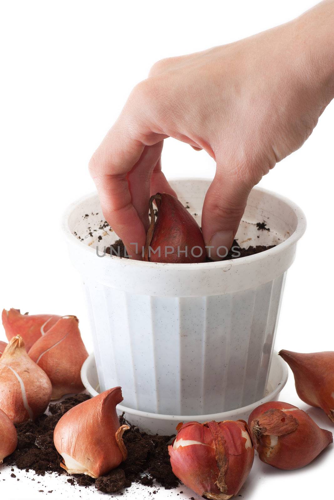 Womans hand planting tulip bulbs.