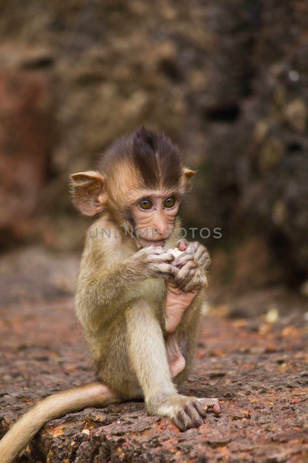 Monkey in Lopburi of Thailand by lavoview