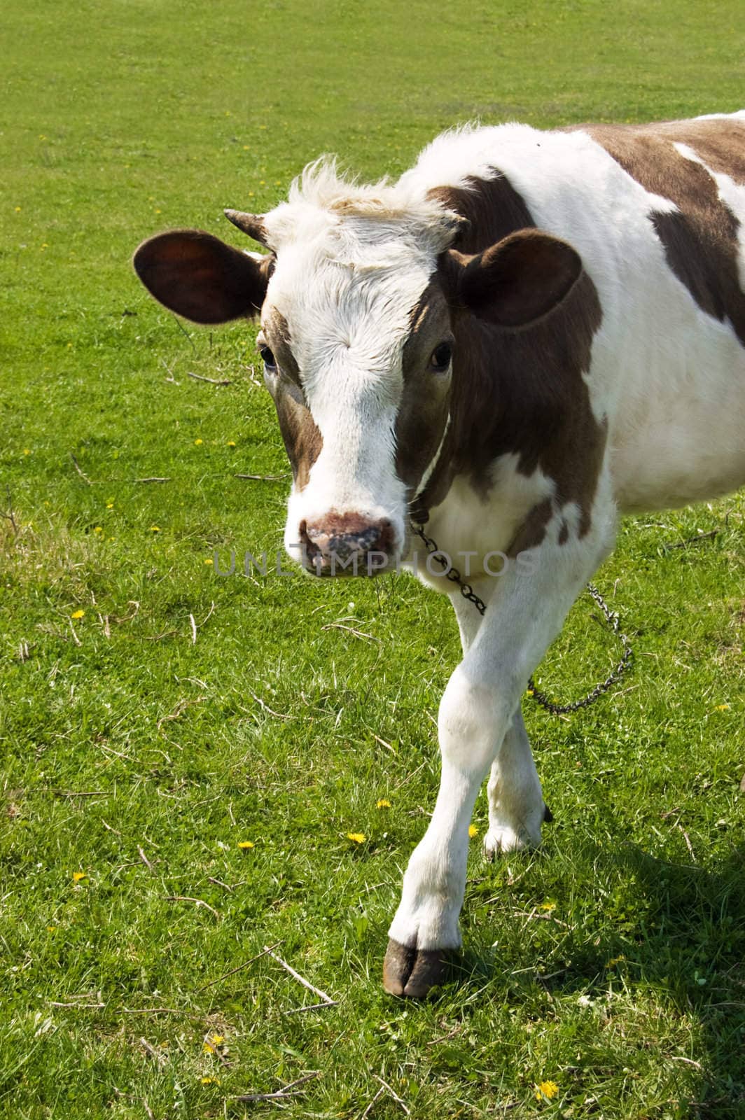 Brown cow grazing over pasture