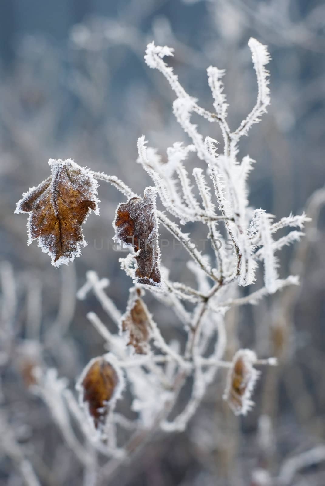 dry leaf with frost