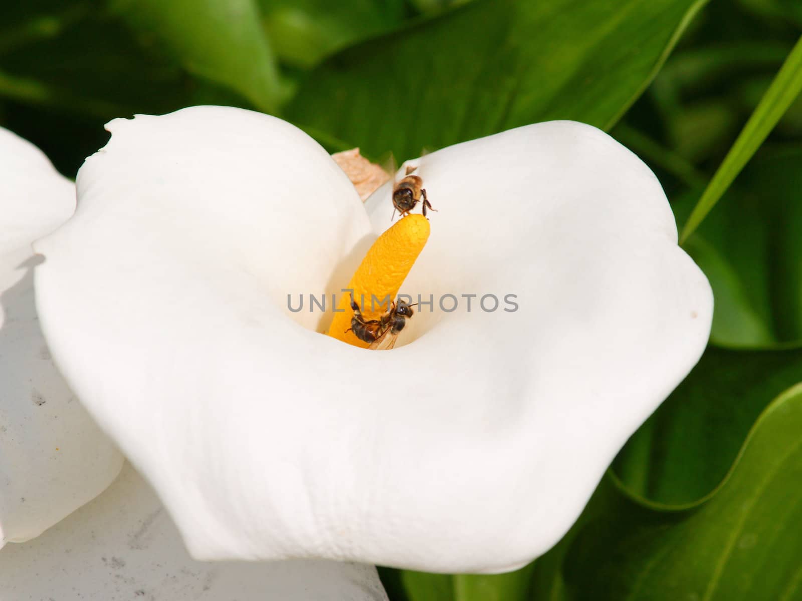 Beautiful white lily with  bees collecting honey in nature