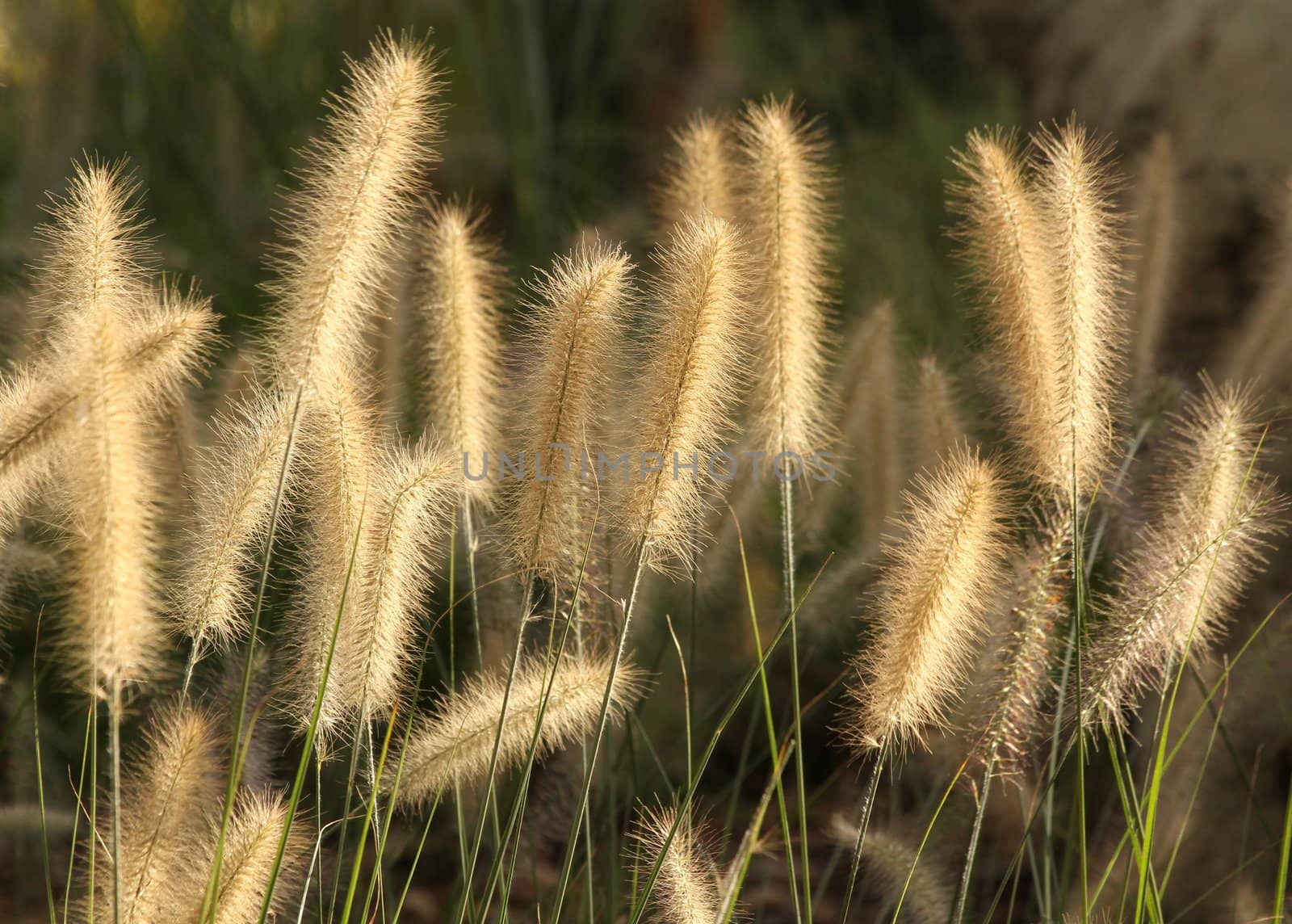 grass kinds group of light the against.