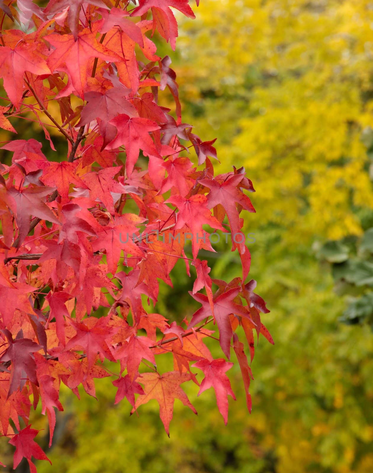 Red leaves in autumn foliage.