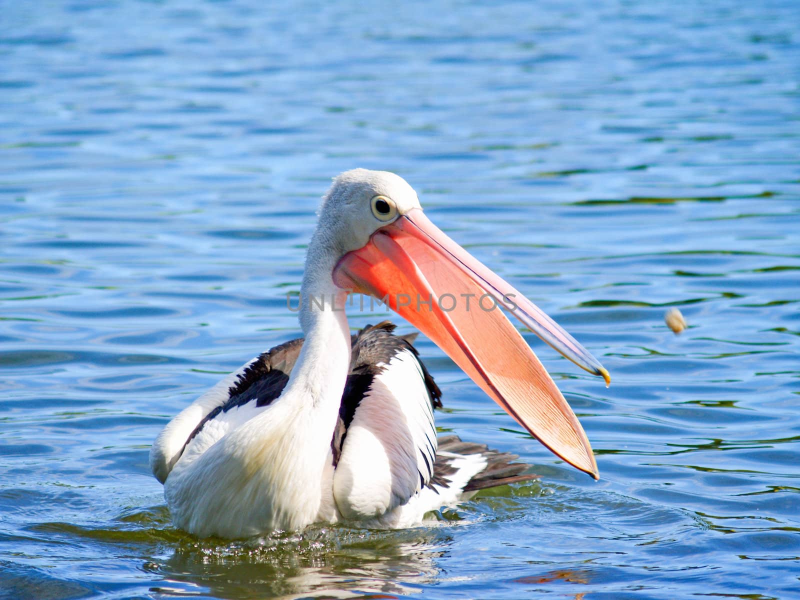 An Australian Pelican catching food in the lake