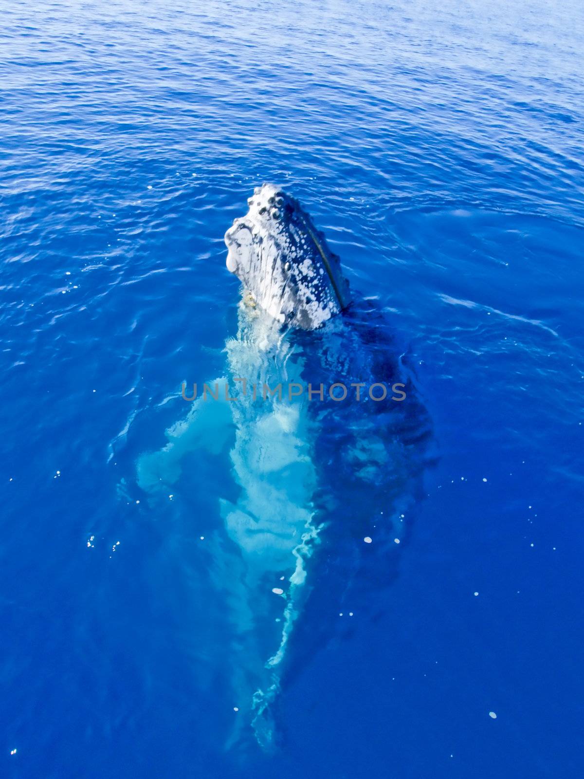 Marine Mammal - Humpback whale in the deep blue ocean