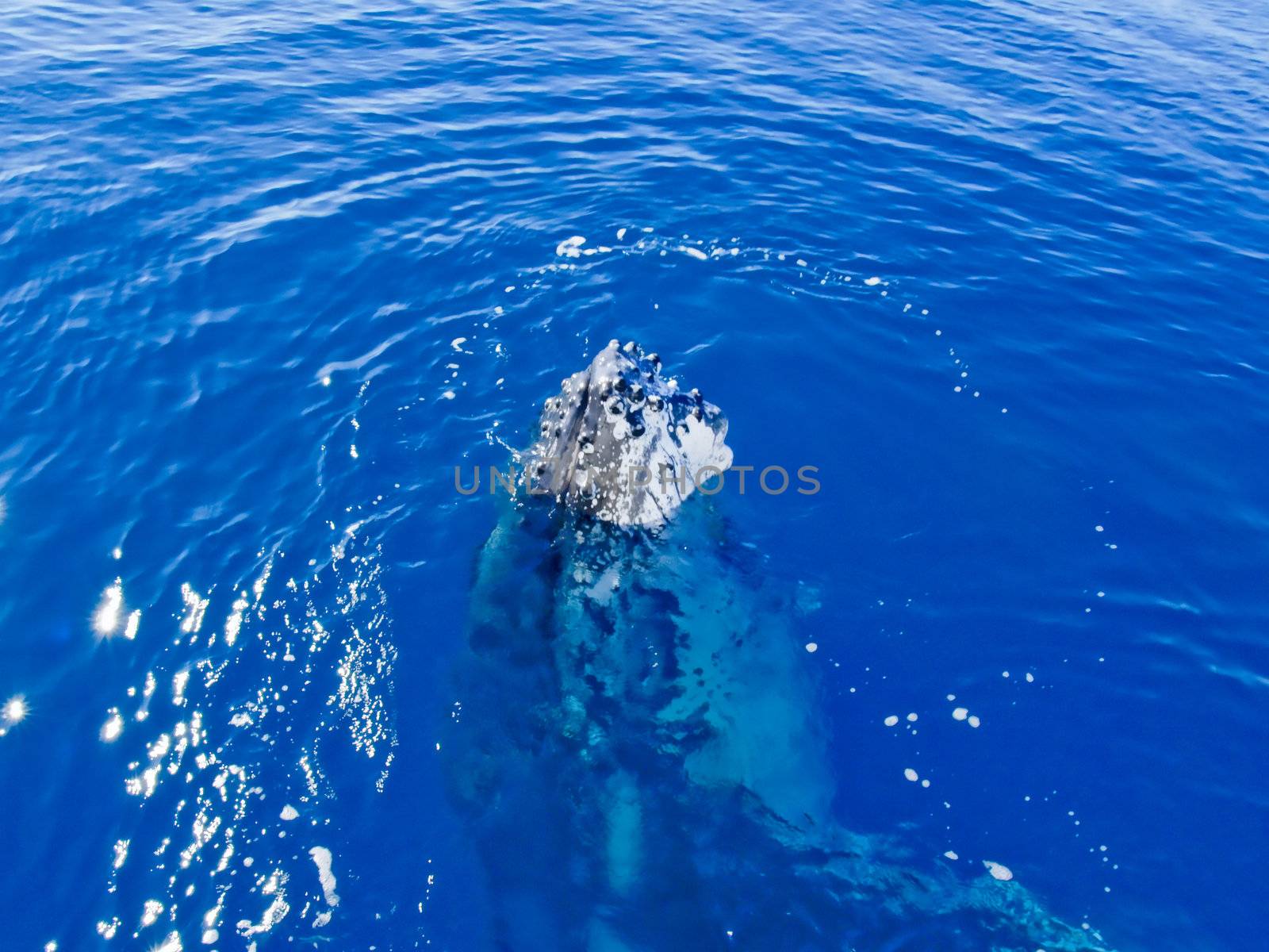 Marine Mammal - Humpback whale in the deep blue ocean