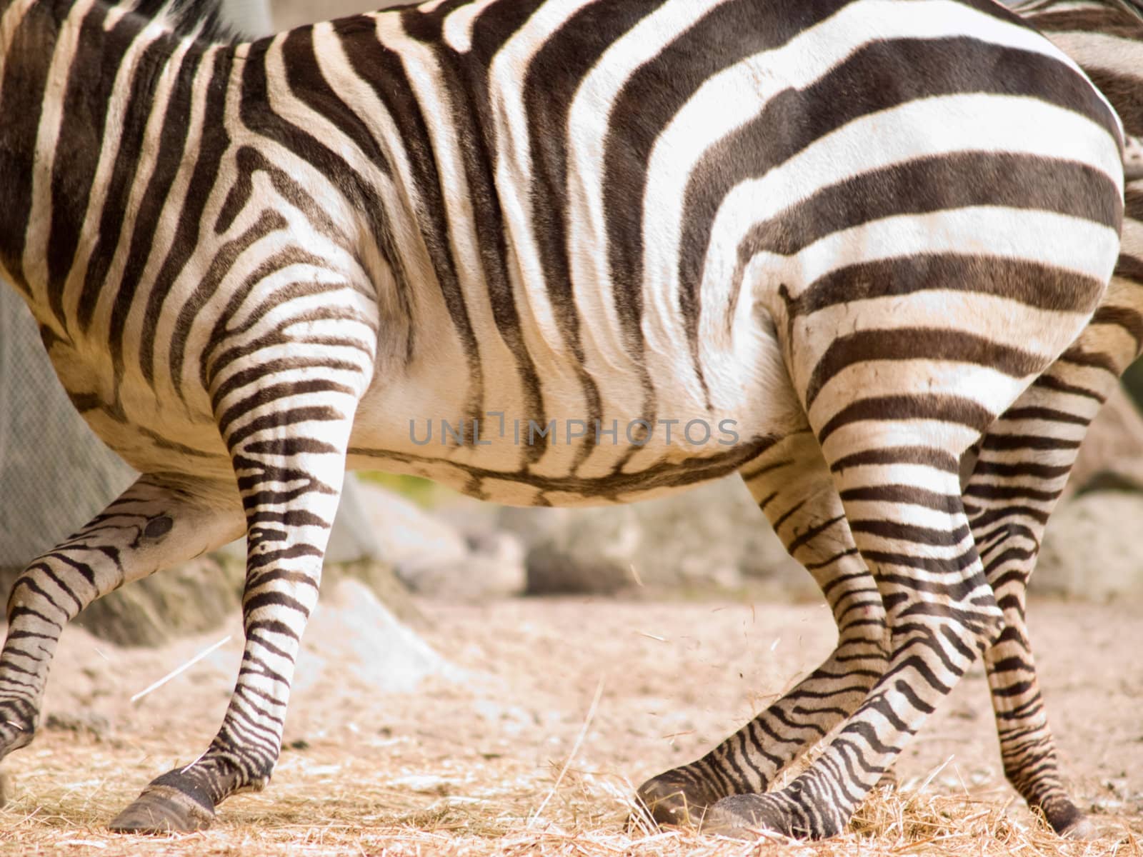 Spooked zebra in the african  savanna 