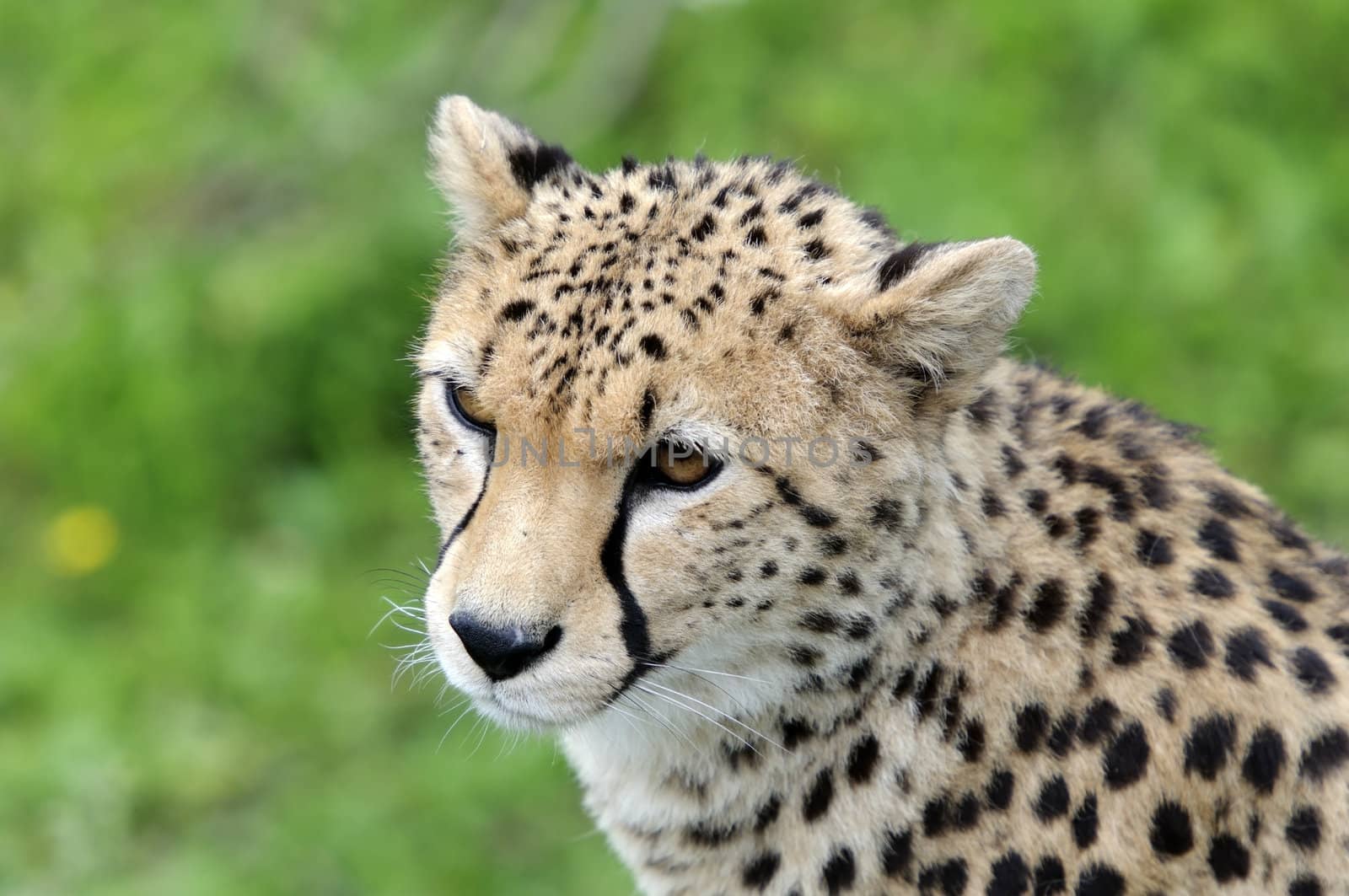 Close up of Cheetah (Acinonyx jubatus soemmeringii)