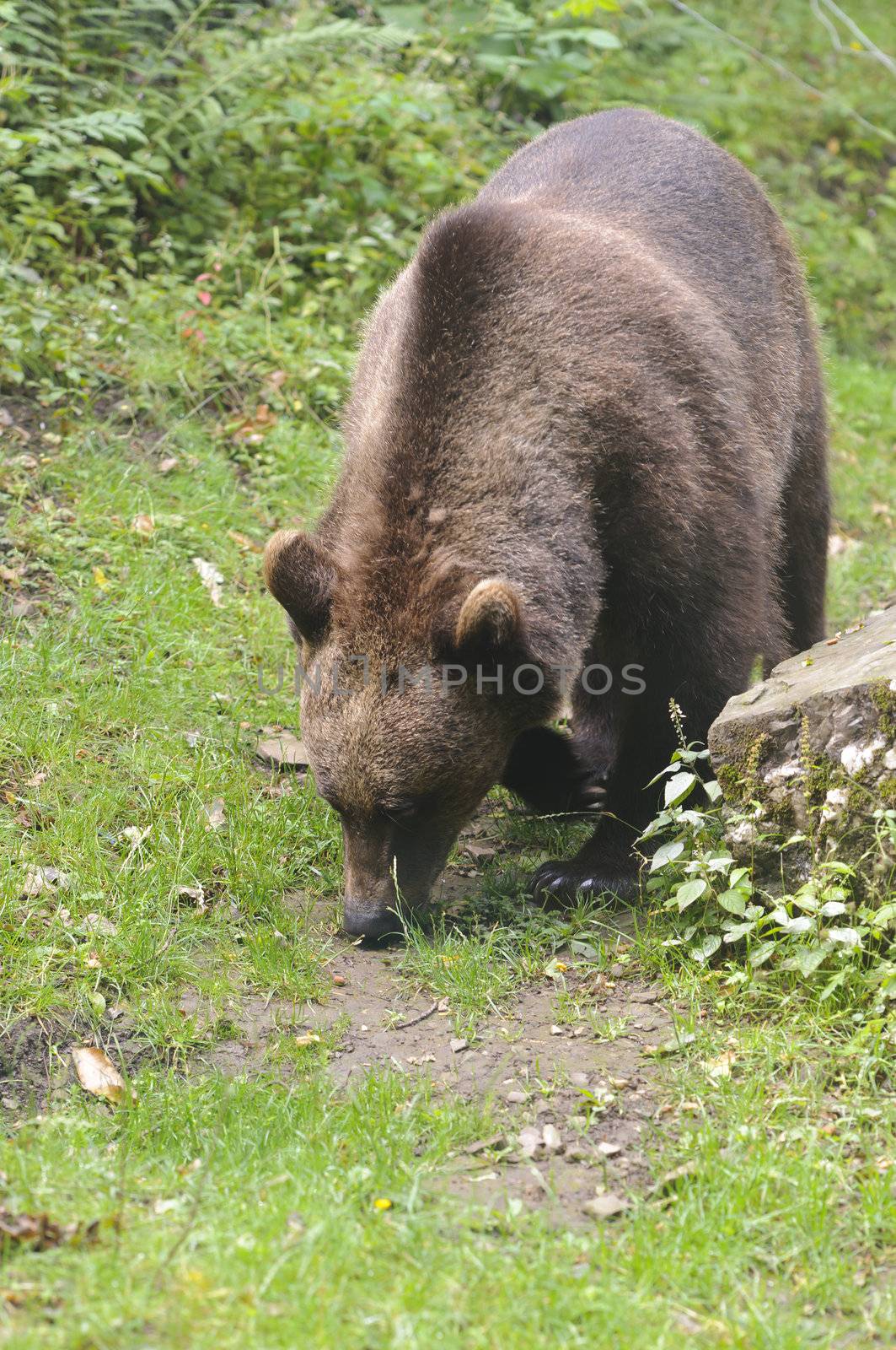 Wild Brown Bear (Ursus americanus horribilis) Banff National Park