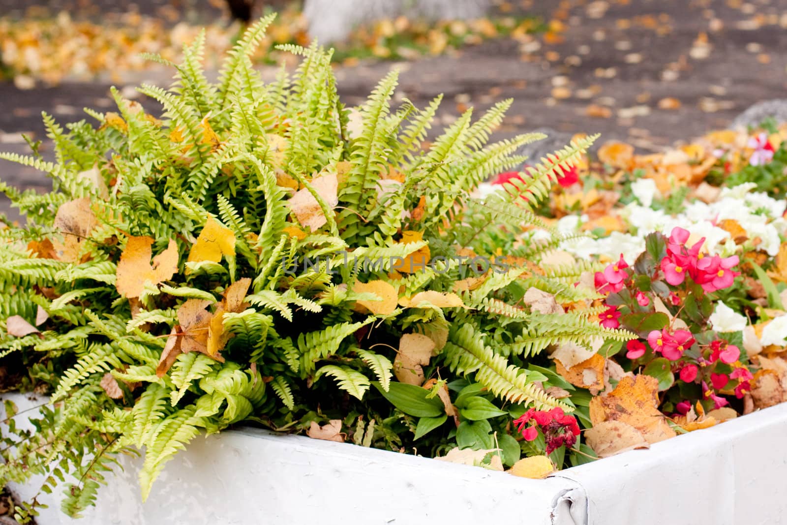 An autumn flowerbed with fern, flowers and yellow leaves
