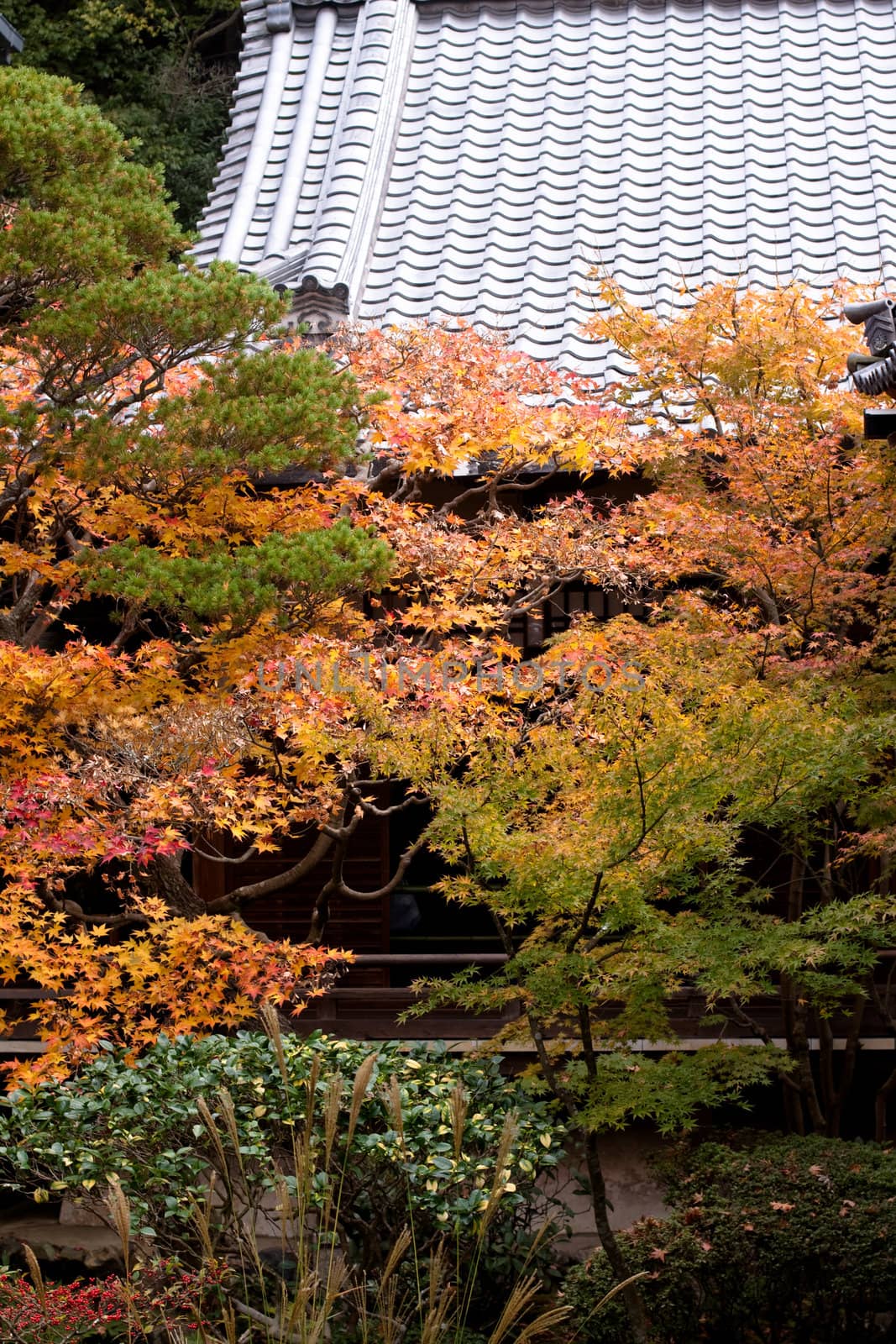 Orange and green trees in a Japanese autumn park 
