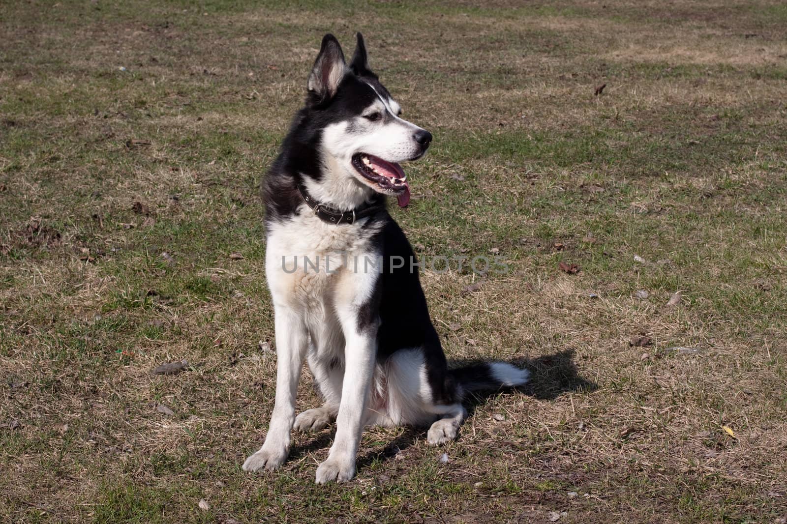 A sitting black and white husky in the park
