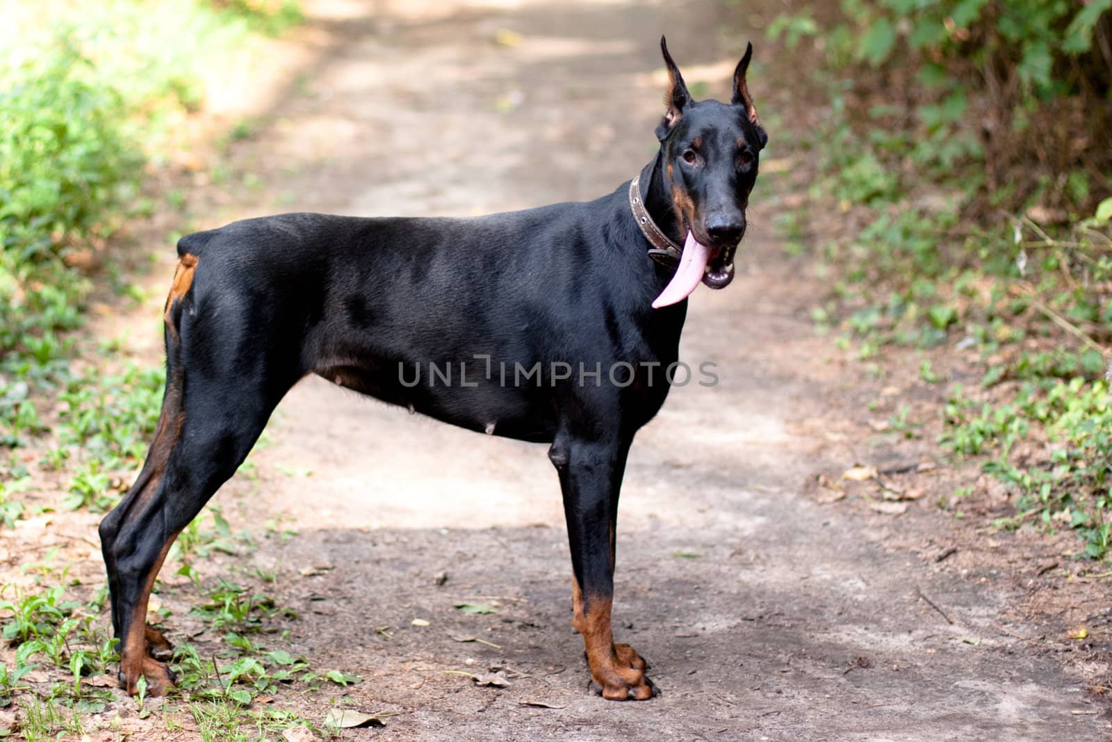 A young dobermann stand on a road 
