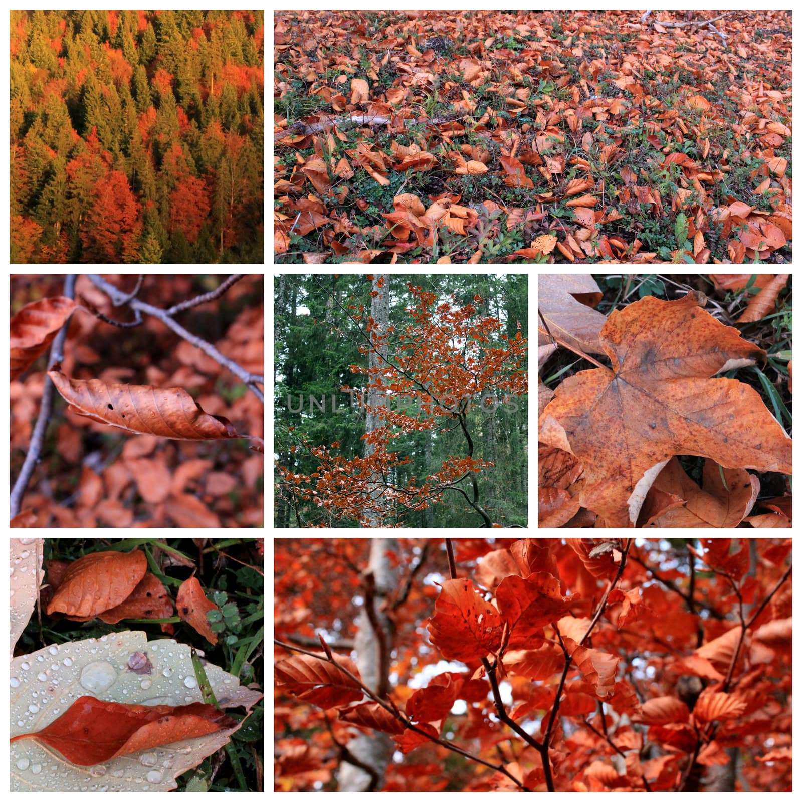 Collage of many red leaves in autumn season