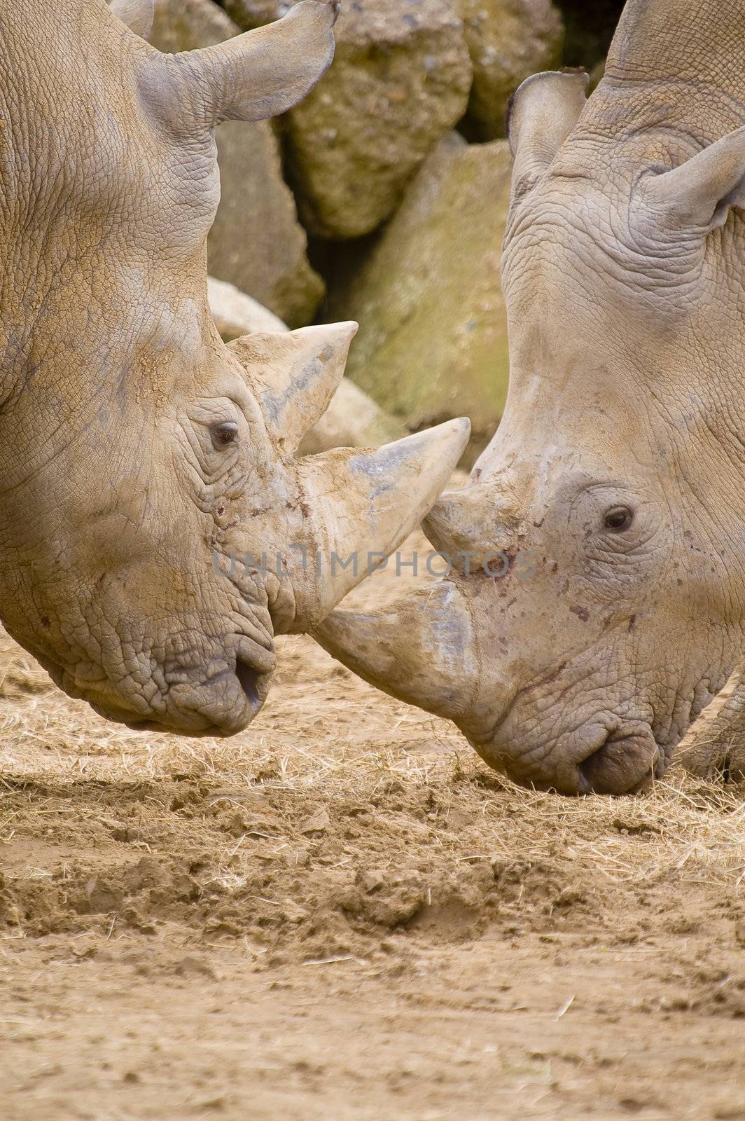 Closeup of White Rhinoceros (Ceratotherium simum simum)