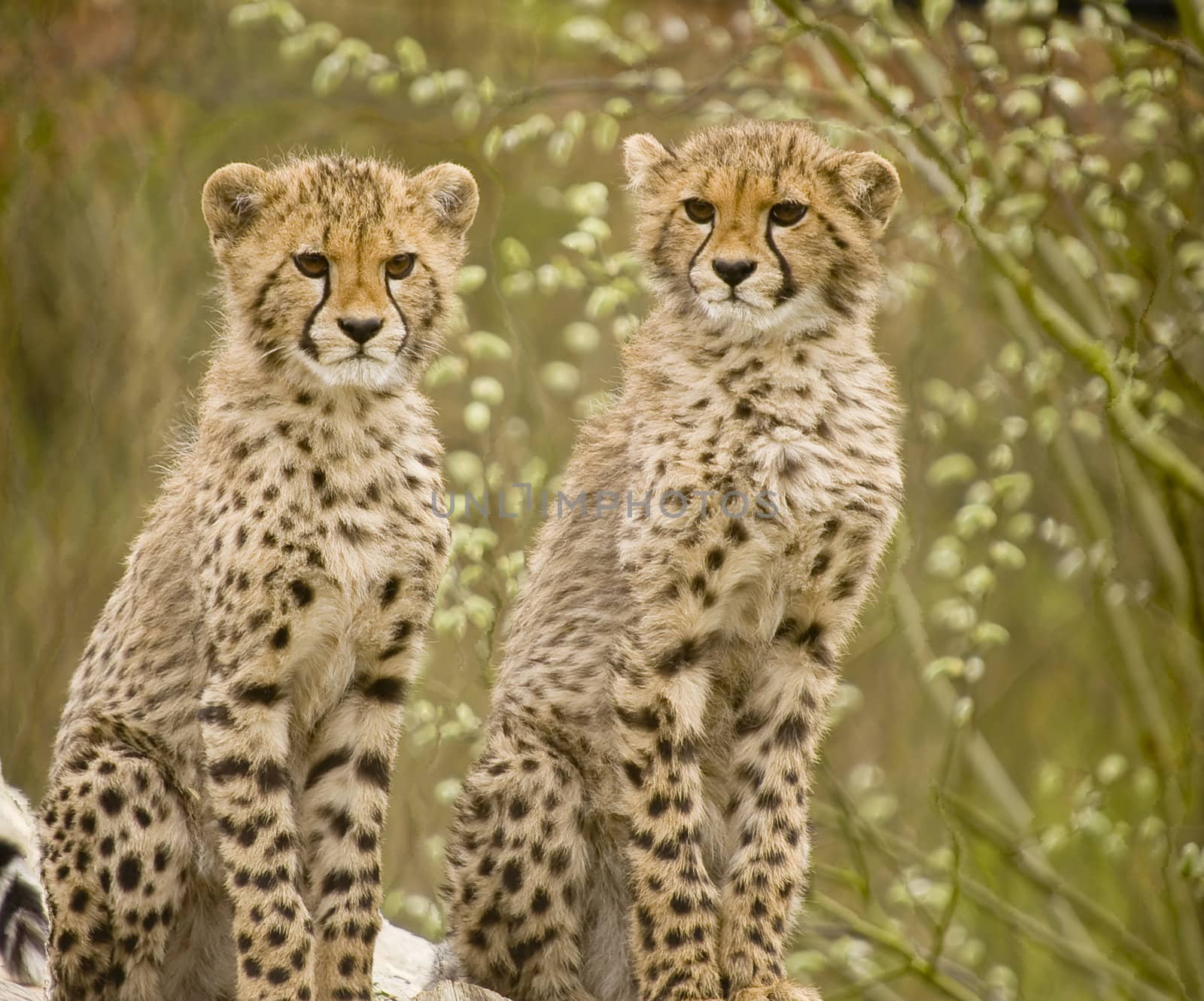 Close up of Cheetah (Acinonyx jubatus soemmeringii)