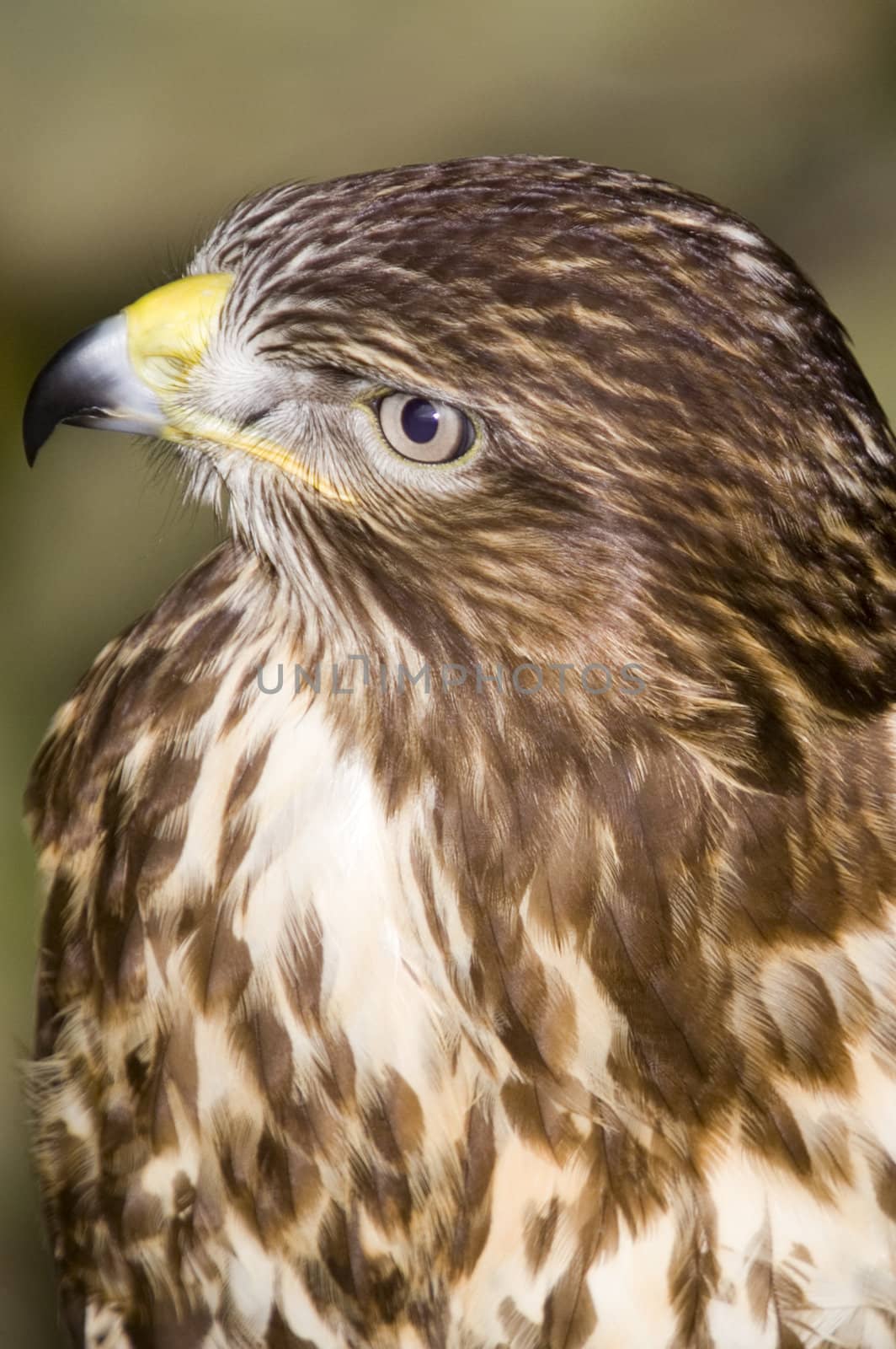 Common Buzzard looking at the viewer - portrait orientation