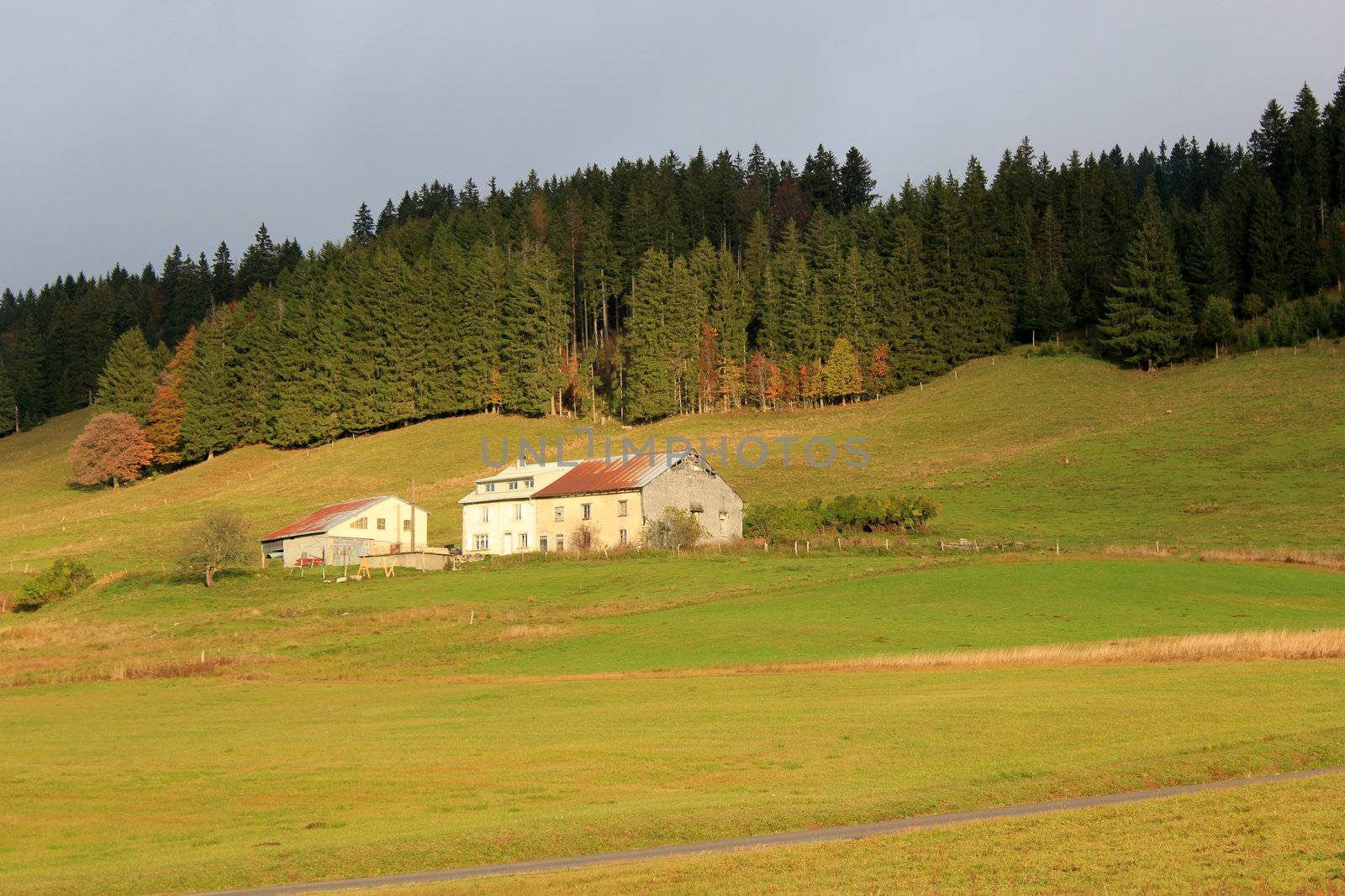 Two old white houses in a rural landscape near a fir tree forest by autumnal sunset