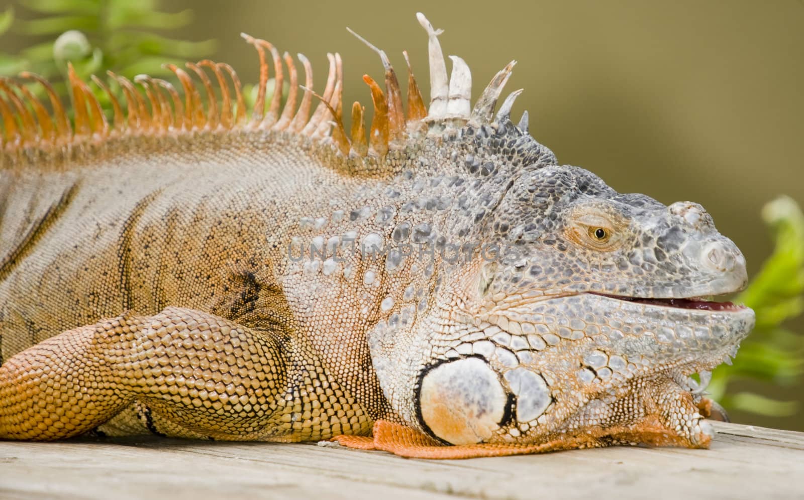 Closeup of Green Iguana (Iguana iguana) - landscape orientation