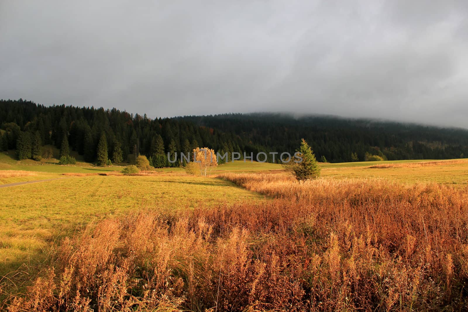 Beautiful landscape with alone trees and a forest of fir trees by cloudy sky sunset