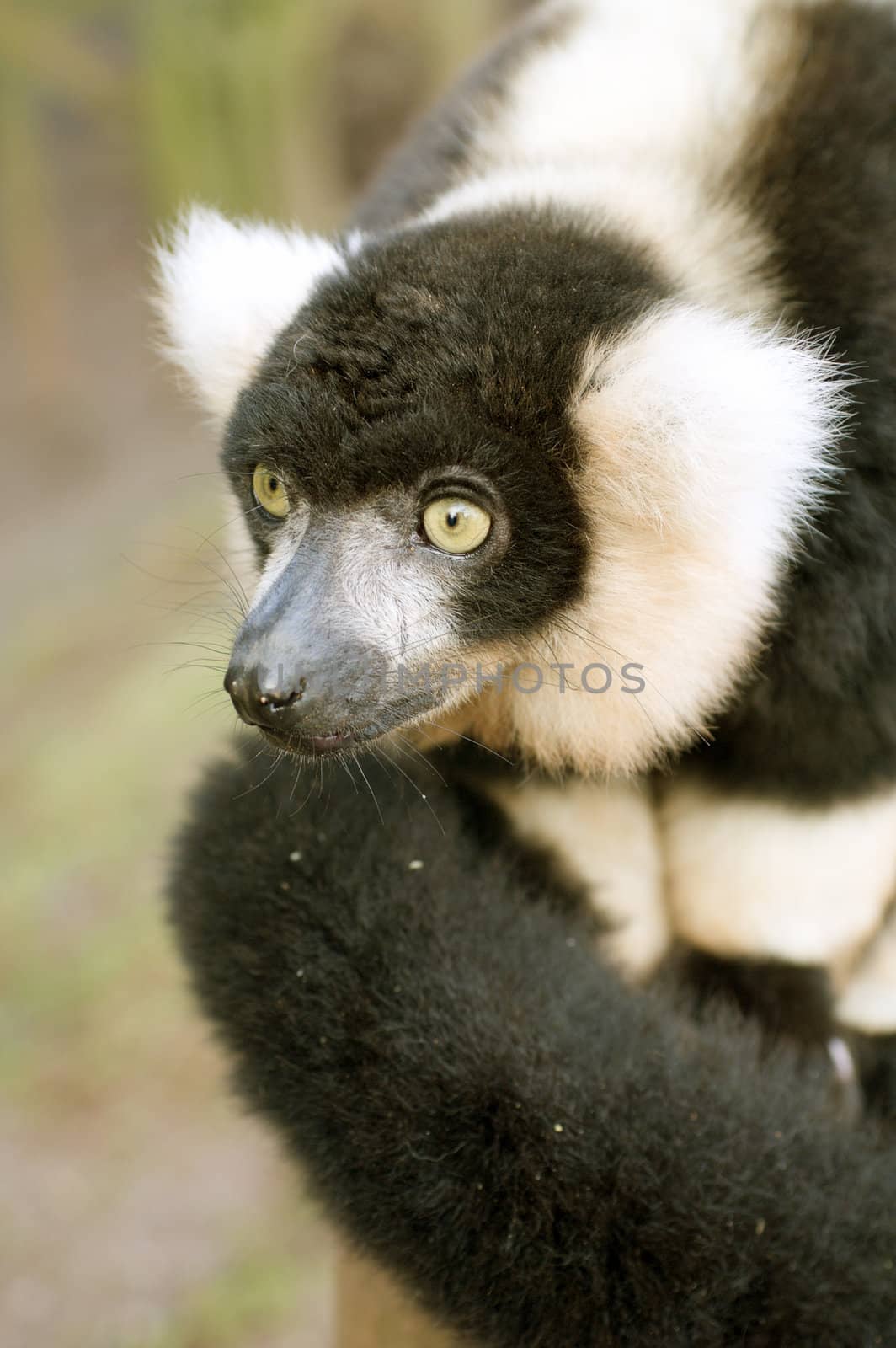 Black and white ruffed Lemur (Varecia varigata varigata) 