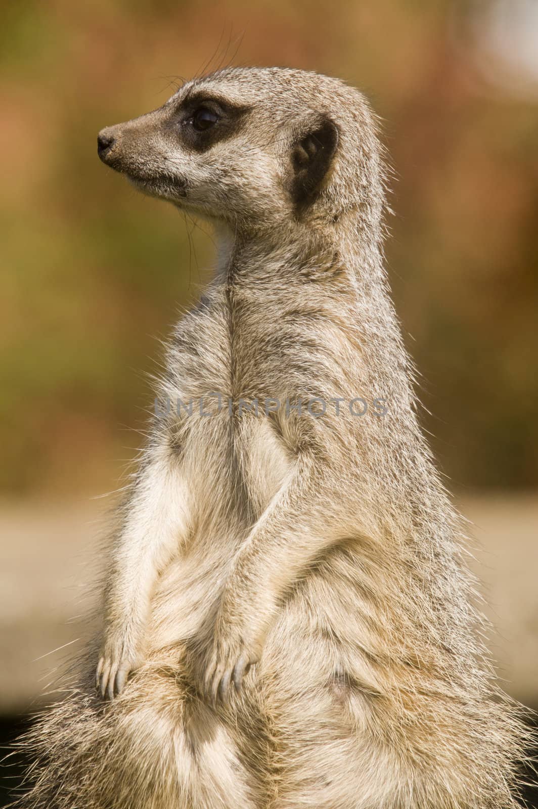 Meerkat (suricata suricatta) - portrait orientation