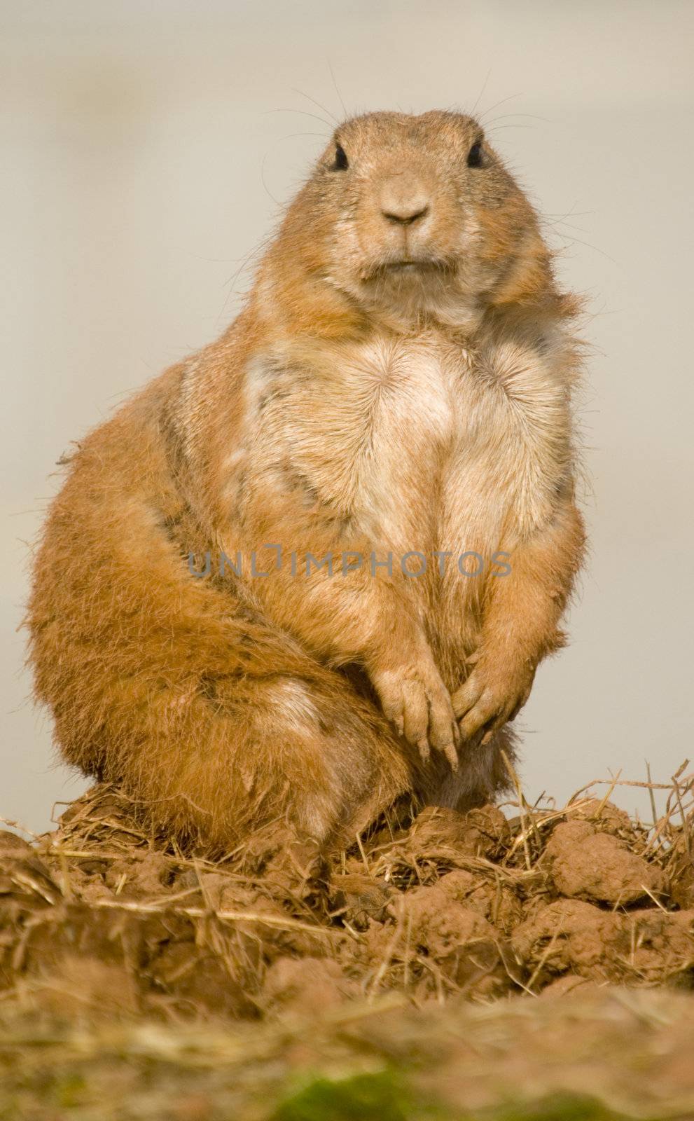Close up of Prairie Dog (Cynomys) standing on back legs looking for danger - portrait orientation