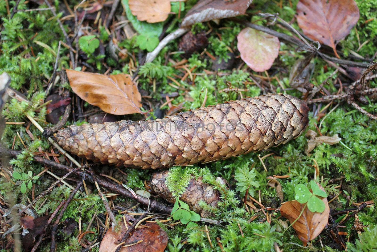 Brown pinecone on the ground in the forest surrounded by autumnal leaves and vegetation
