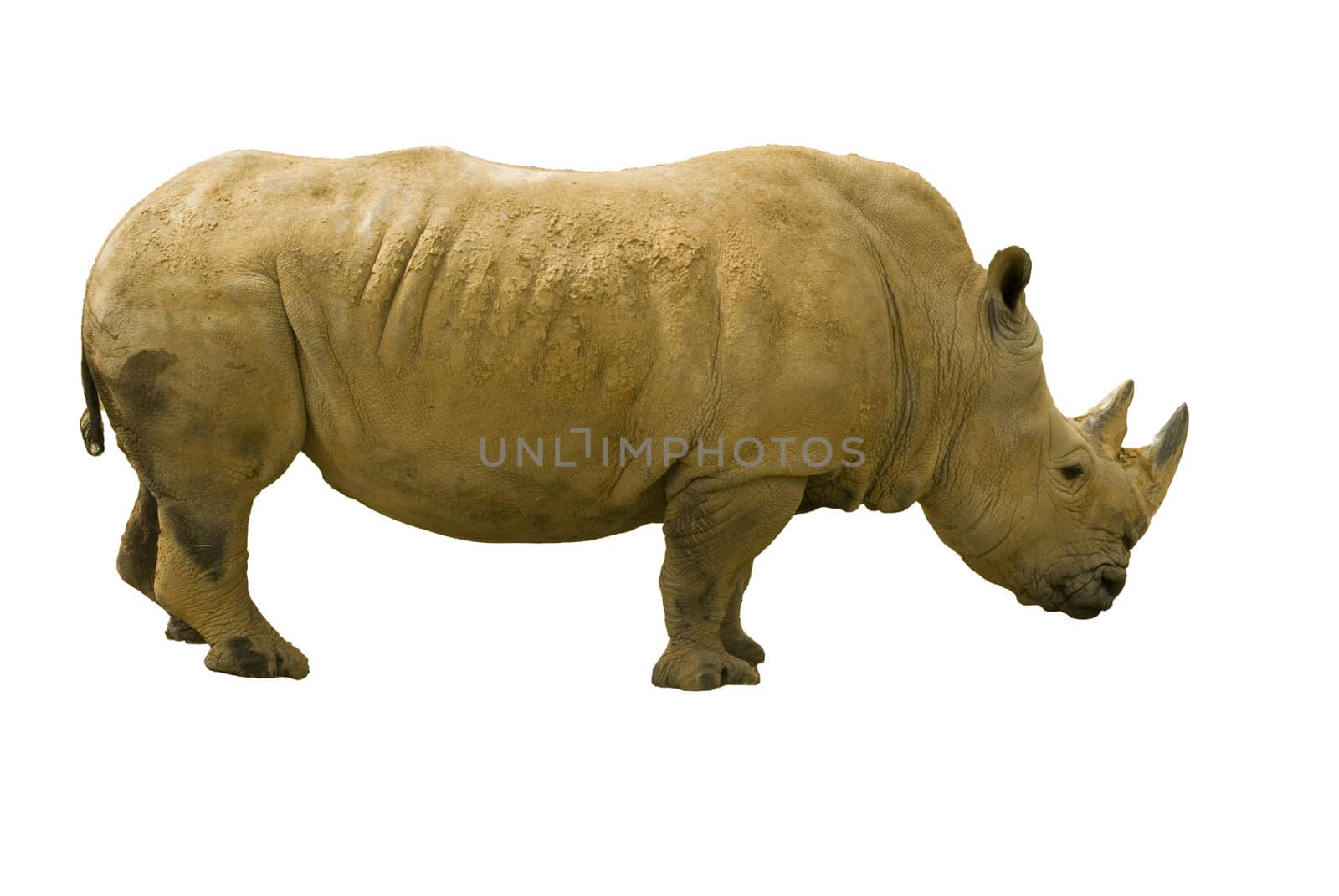 White rhinoceros (Ceratotherium simum) - landscape orientation