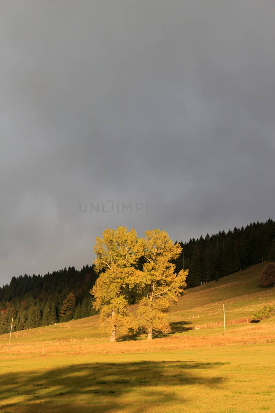 Beautiful big orange tree alone in a rural landscape in frotn of a forest of fir trees by cloudy sky sunset