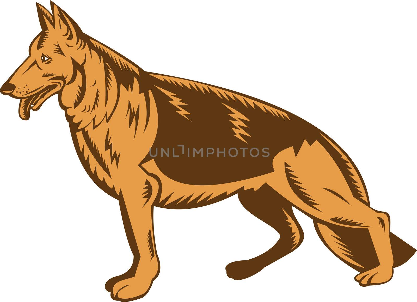 illustration of a German shepherd dog isolated on white