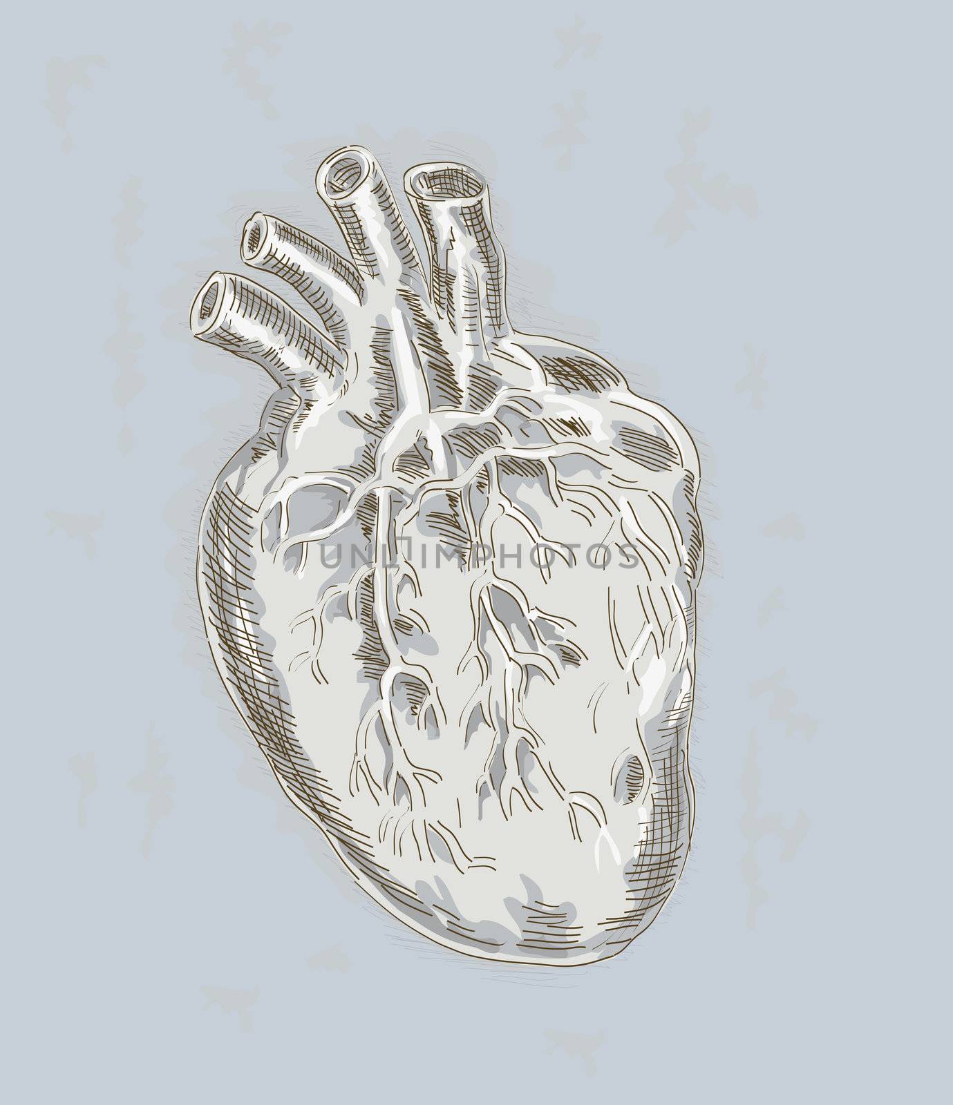 Hand sketched and drawn illustration of a Human heart
