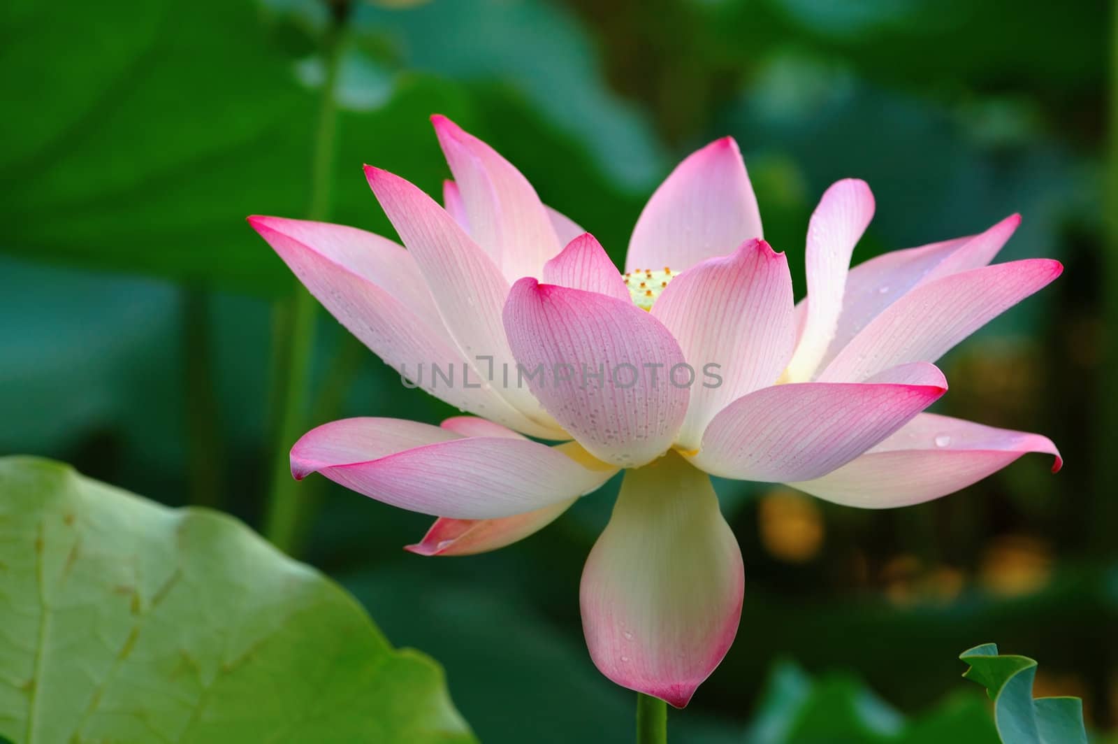 A blooming lotus flower over green leaves