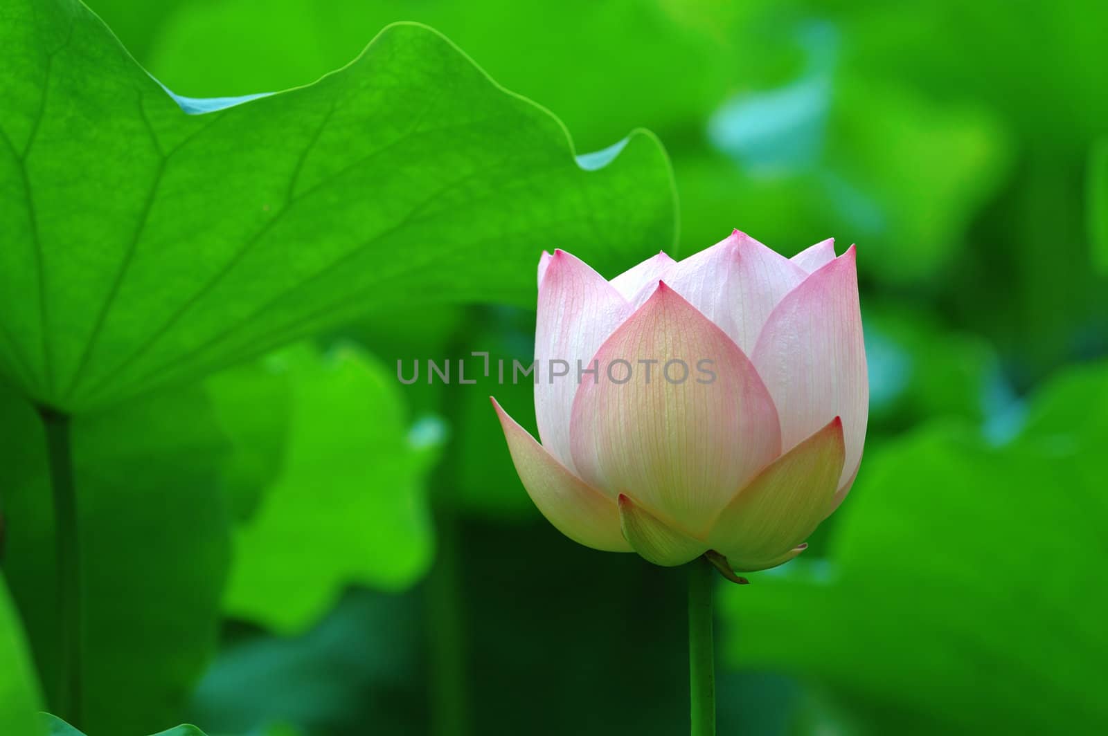 A lotus flower with color of light pink