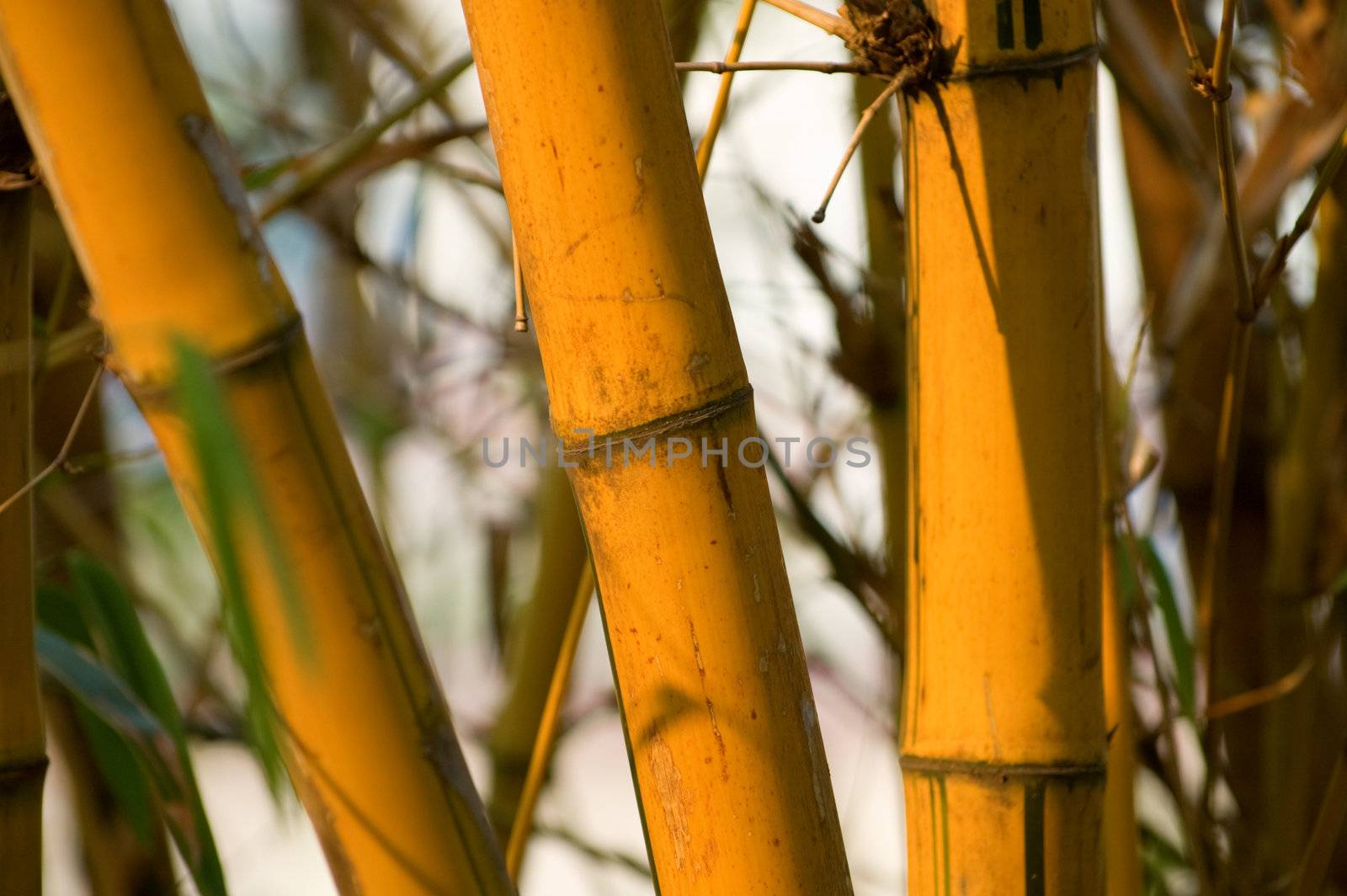 A bundle of yellow bamboo in garden
