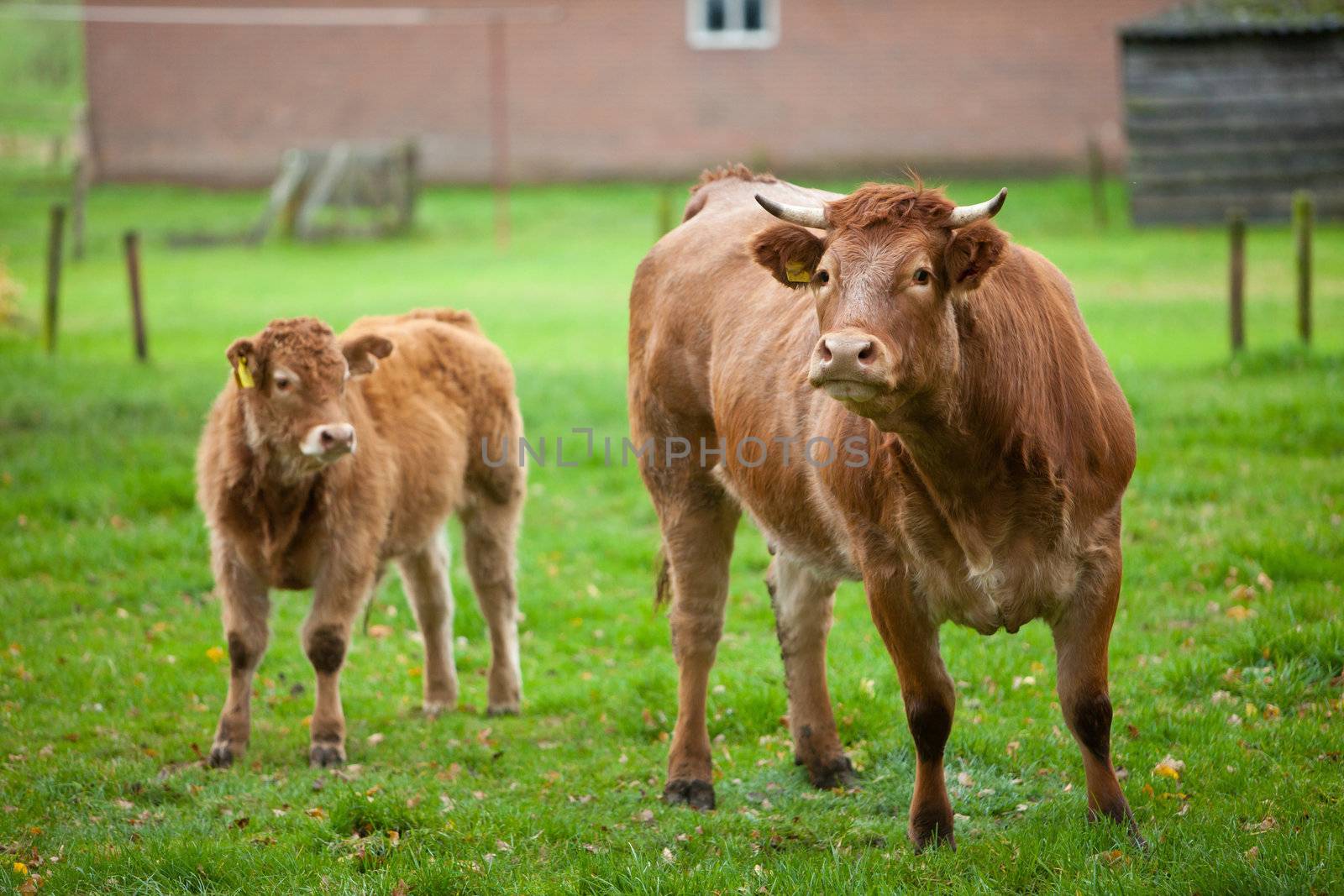 Mother and calf in the meadow (focus on mother)