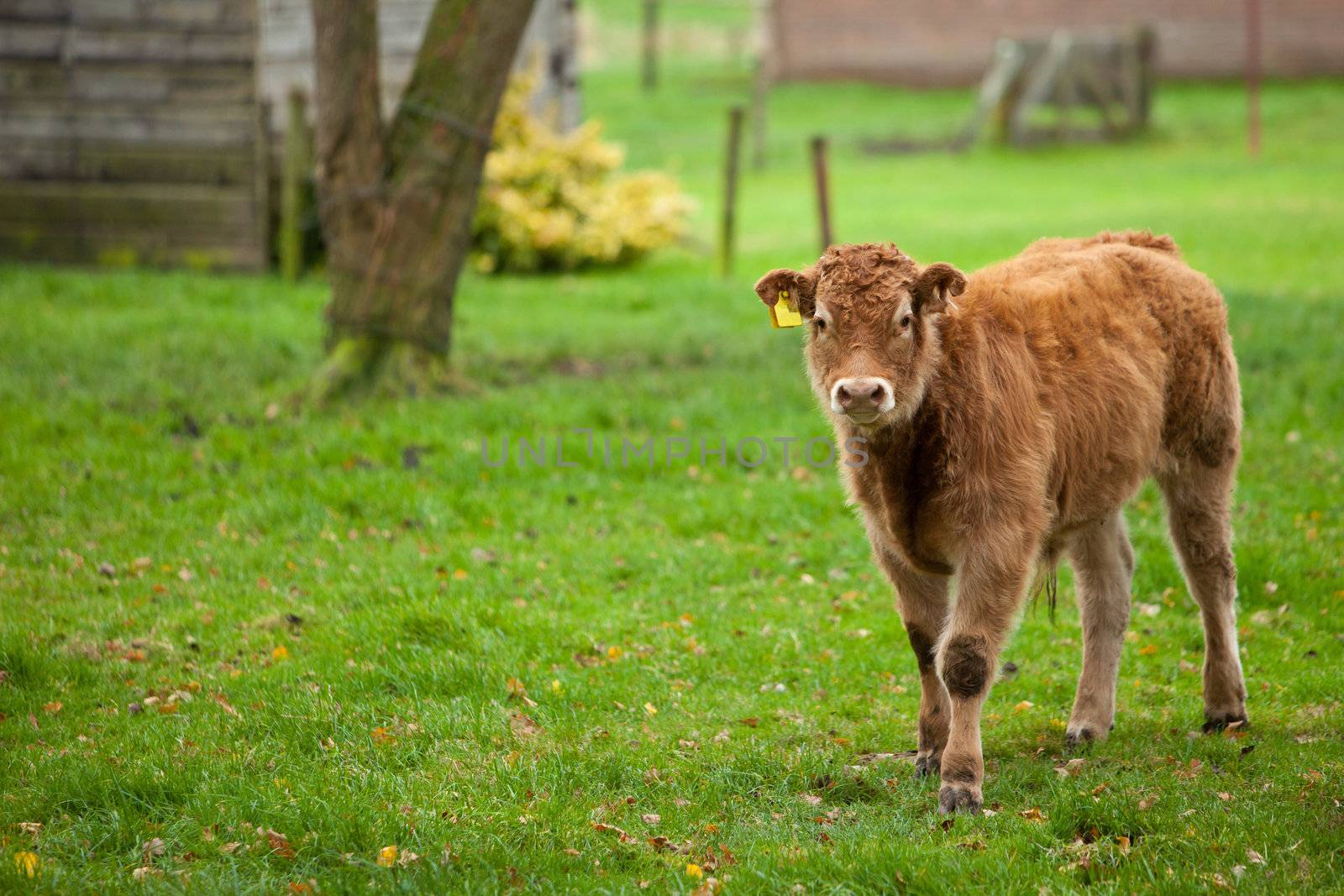 Young calf in the meadow