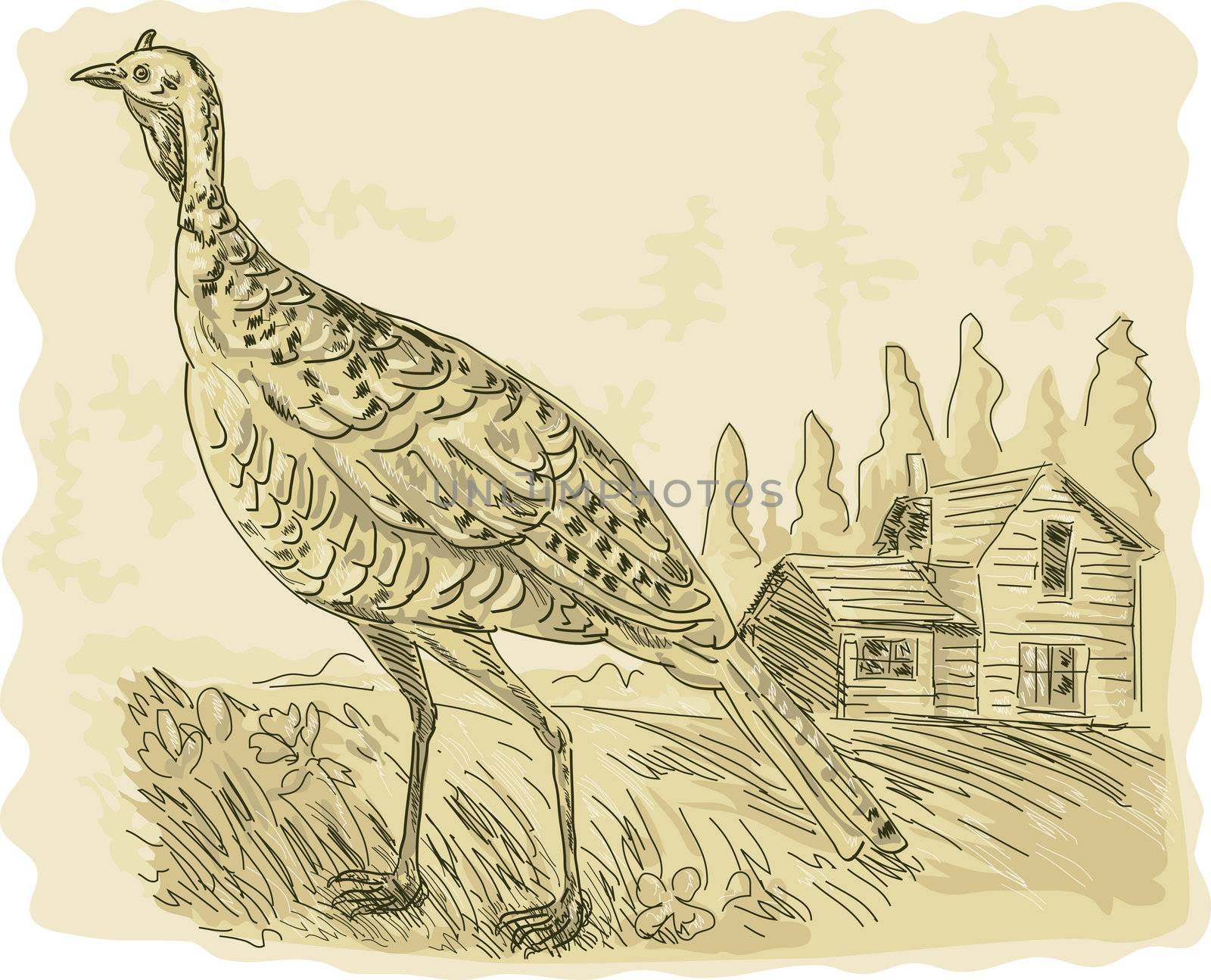 illustration of a Wild turkey with house in the background
