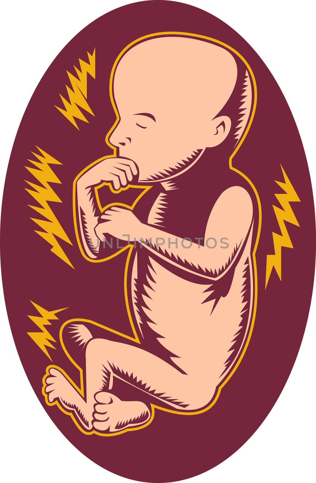 illustration of a 19 week old human fetus done in woodcut style