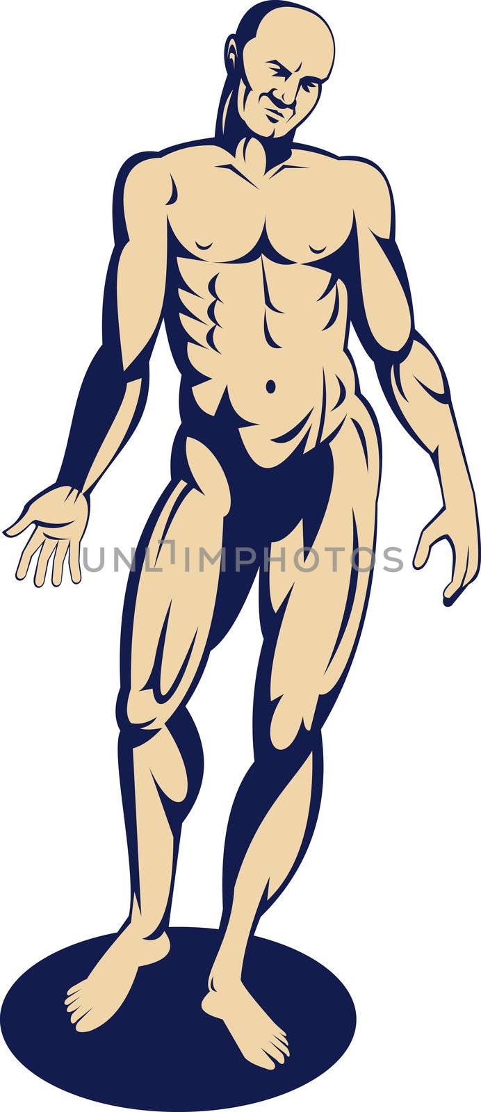 illustration of the male human anatomy standing with arms on side